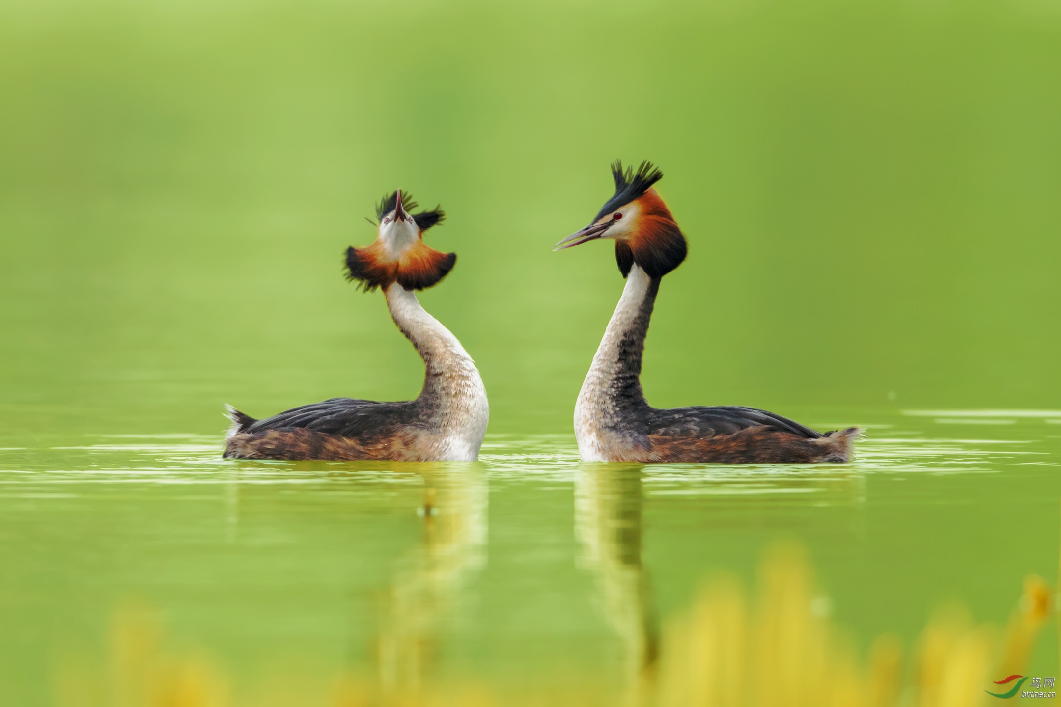 恩爱夫妻凤头䴙䴘祝贺荣获首页鸟类精华