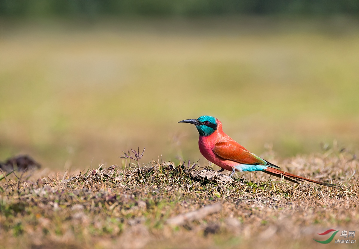 典型非洲场景-洋红蜂虎(祝贺图1荣获首页鸟类精华)