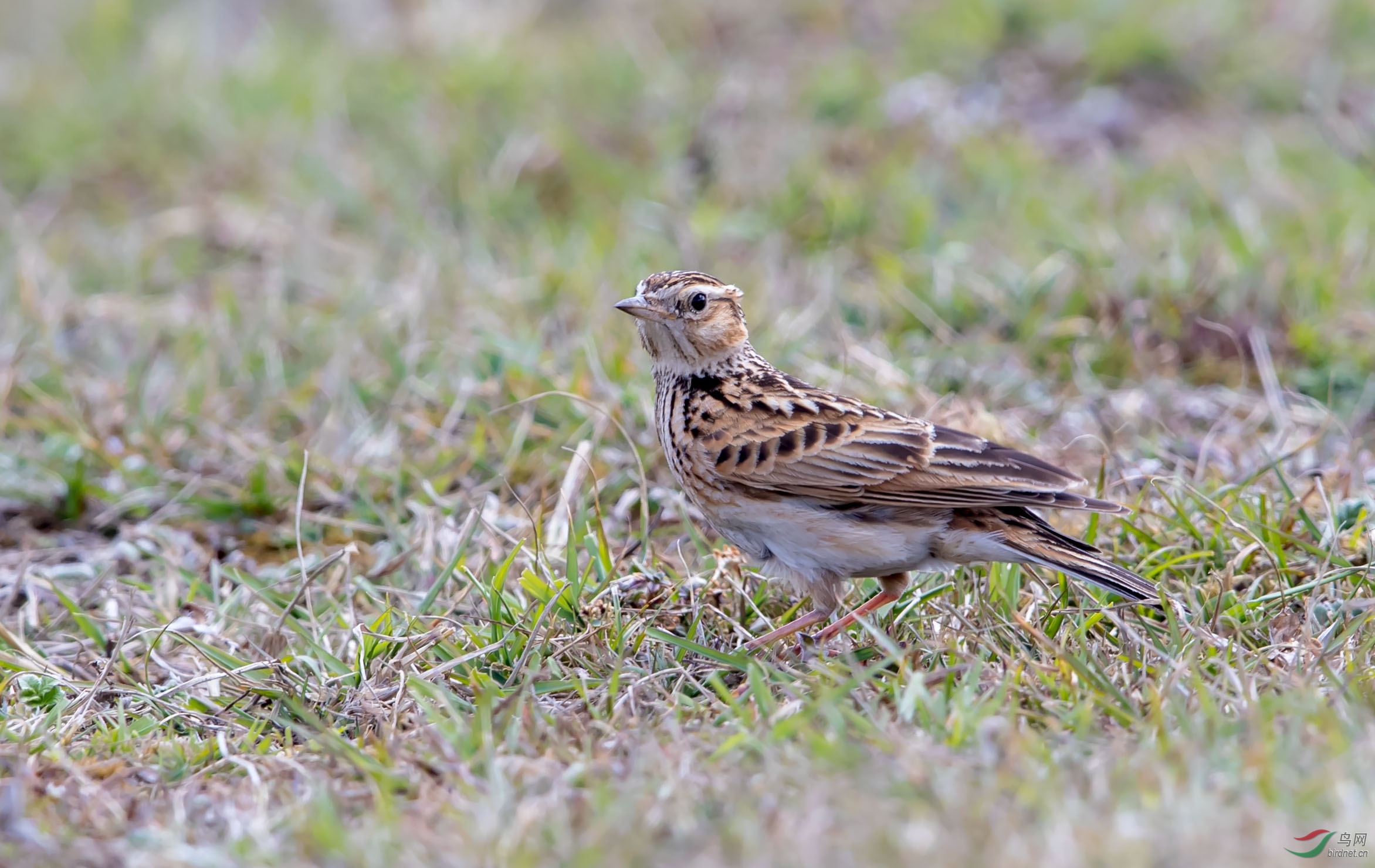 草地百灵-----小云雀