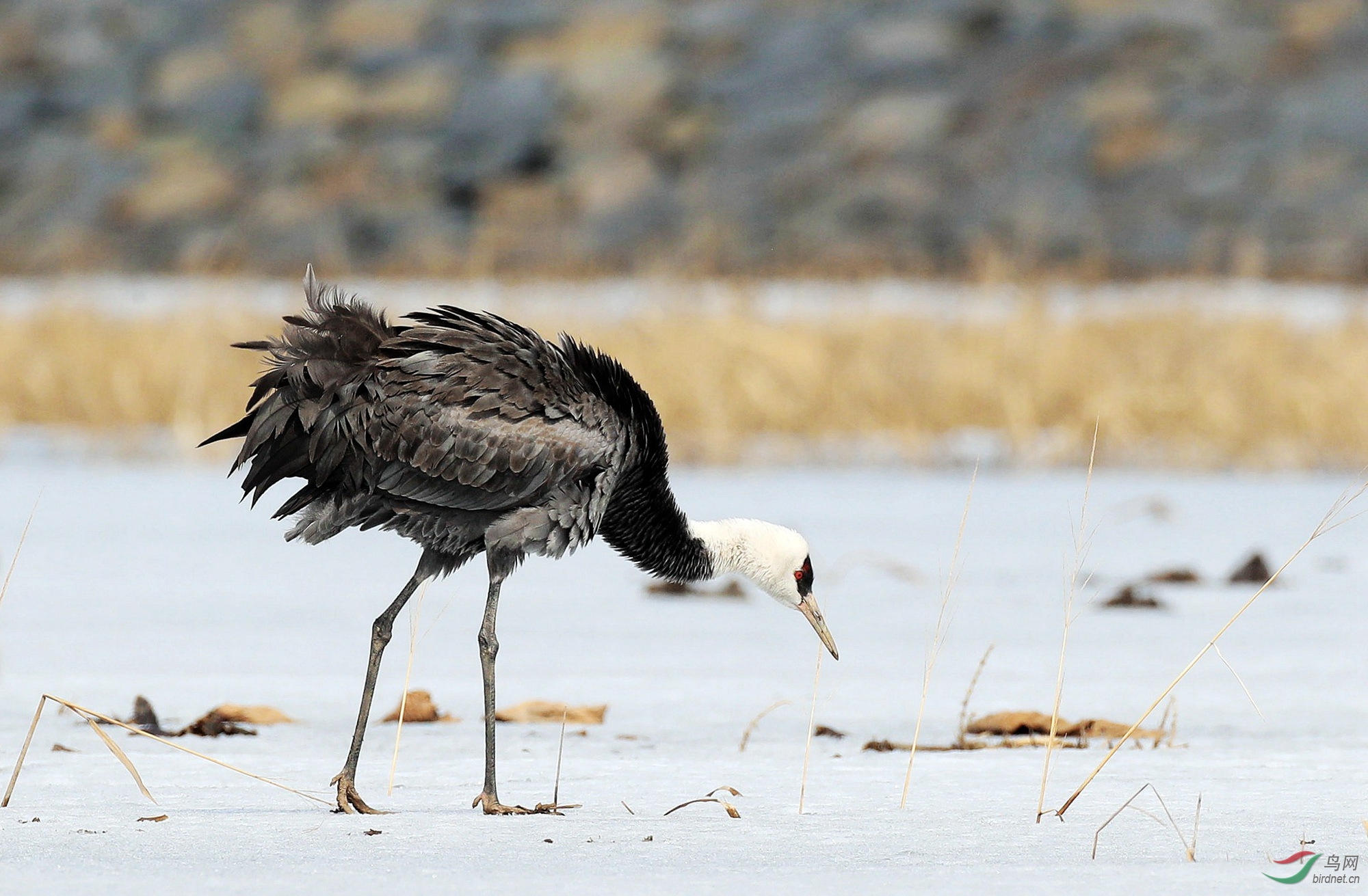 【抖动羽毛瞬间】白头鹤