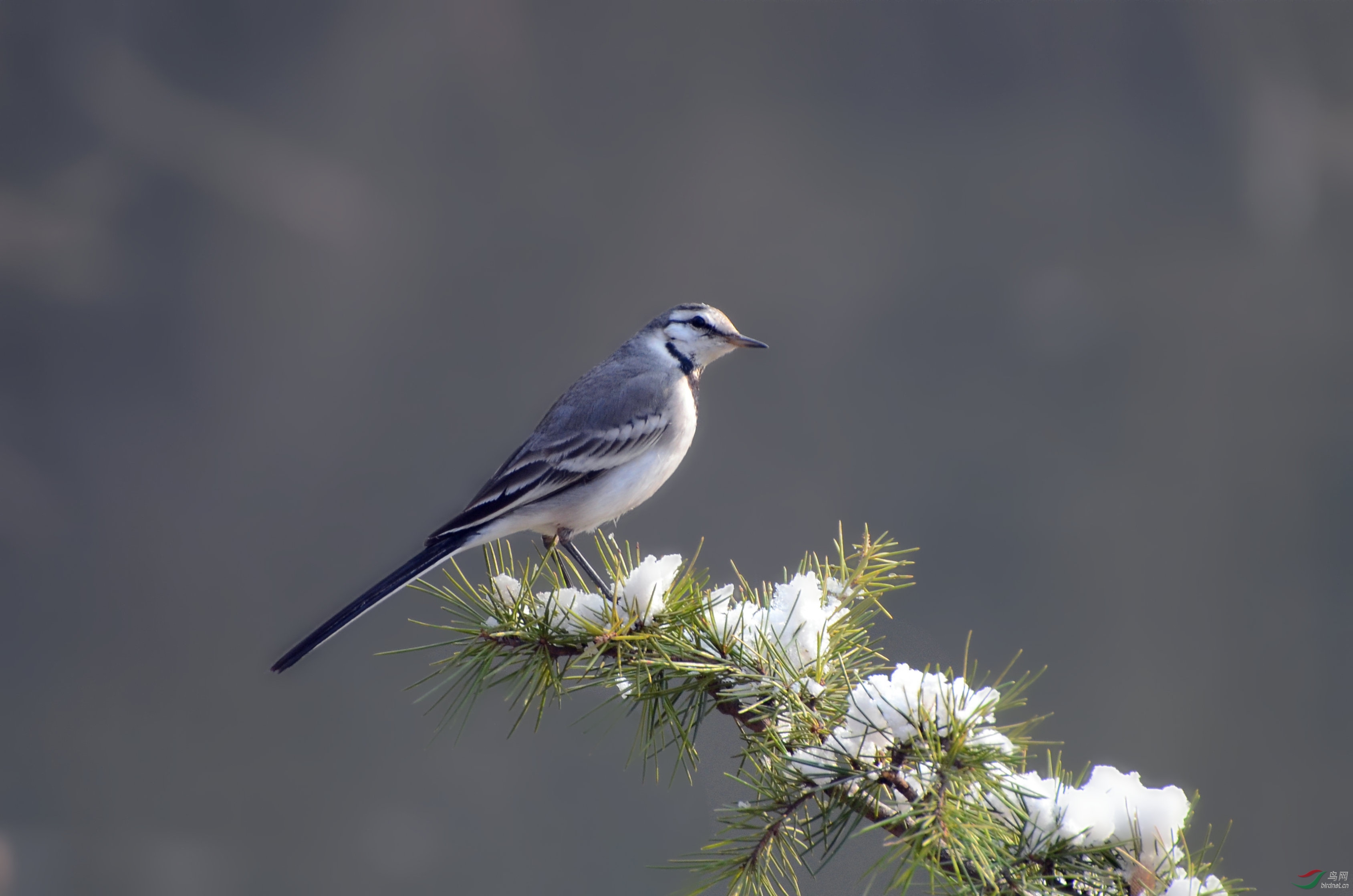 [林鸟] 白鹡鸰 雪松