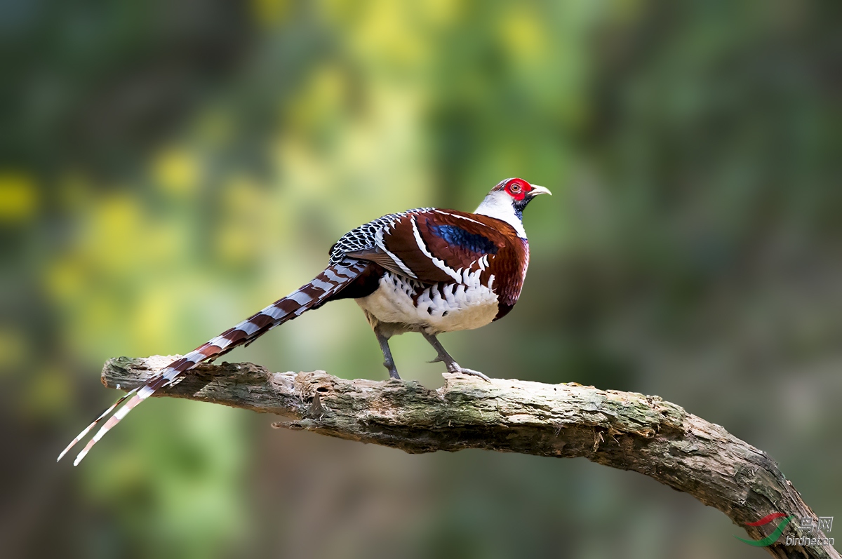 白颈长尾雉贺图获首页鸟类精华