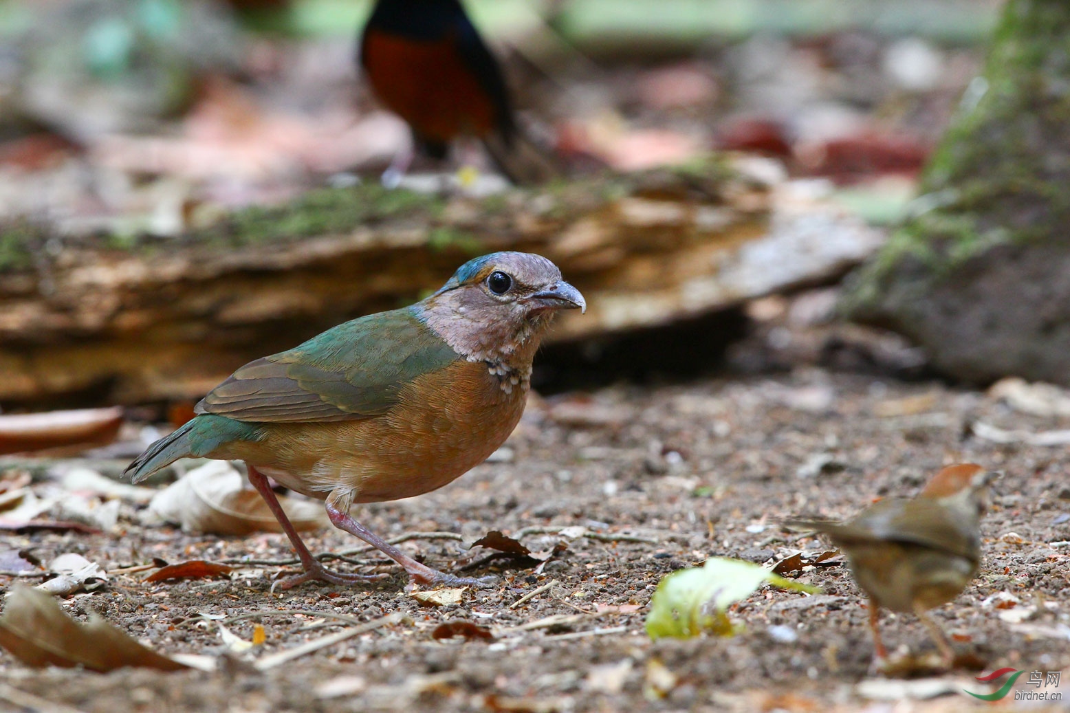 藍背八色鶇1 - 江西版 jiangxi 鳥網