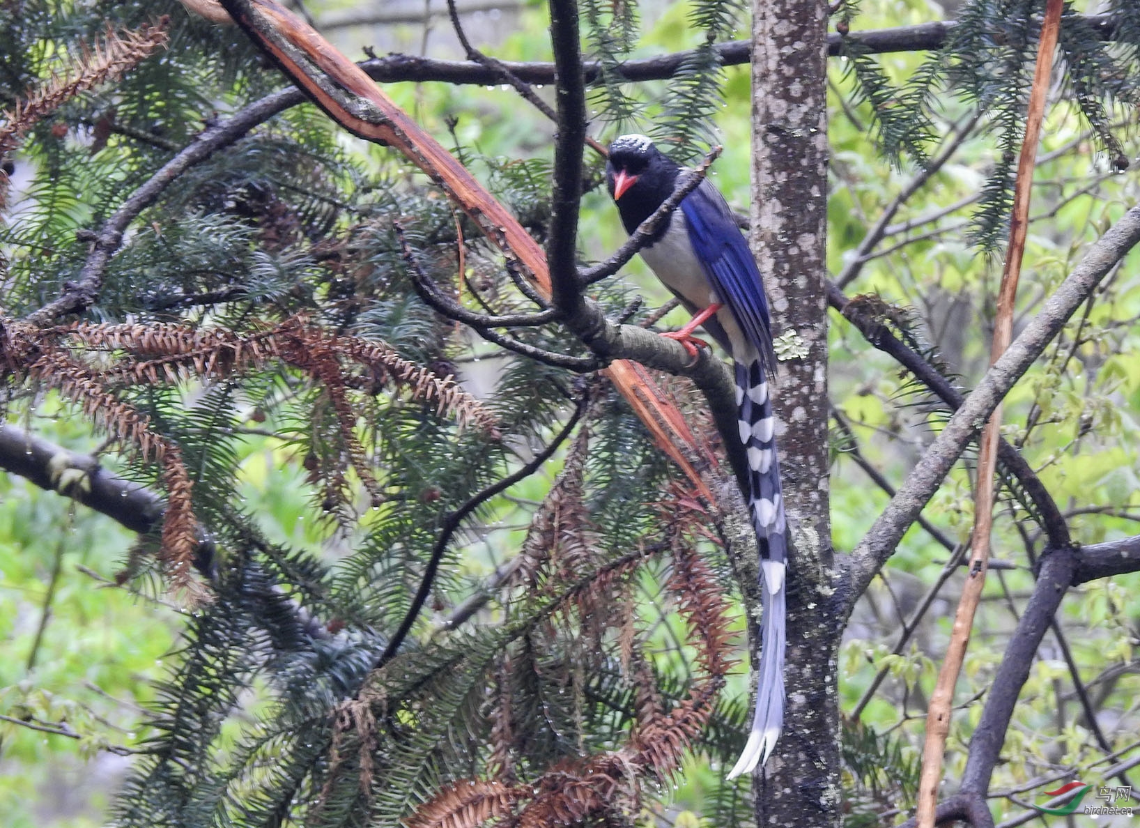 ������ȵ