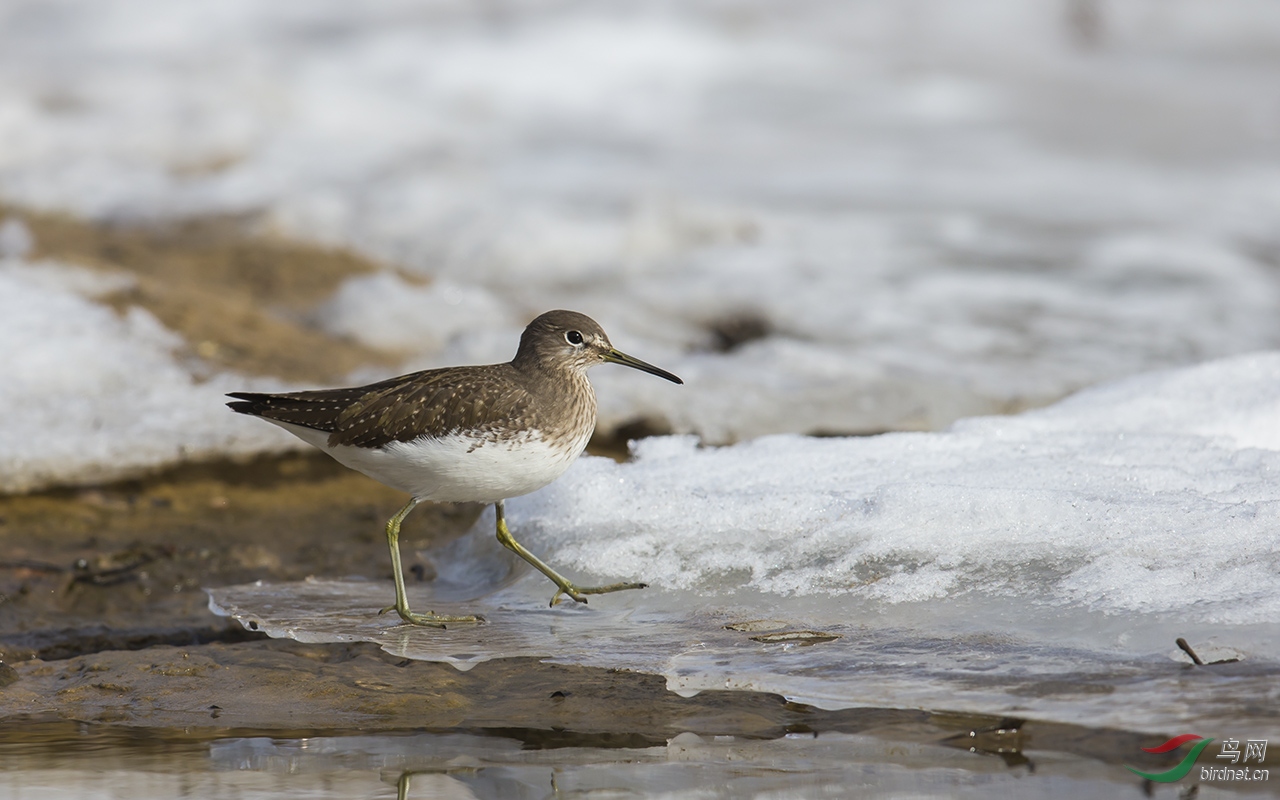 加油河北河北加油二