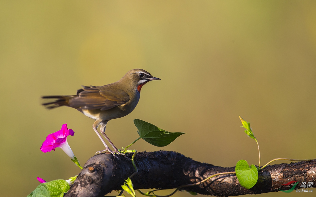 加油河北河北加油二