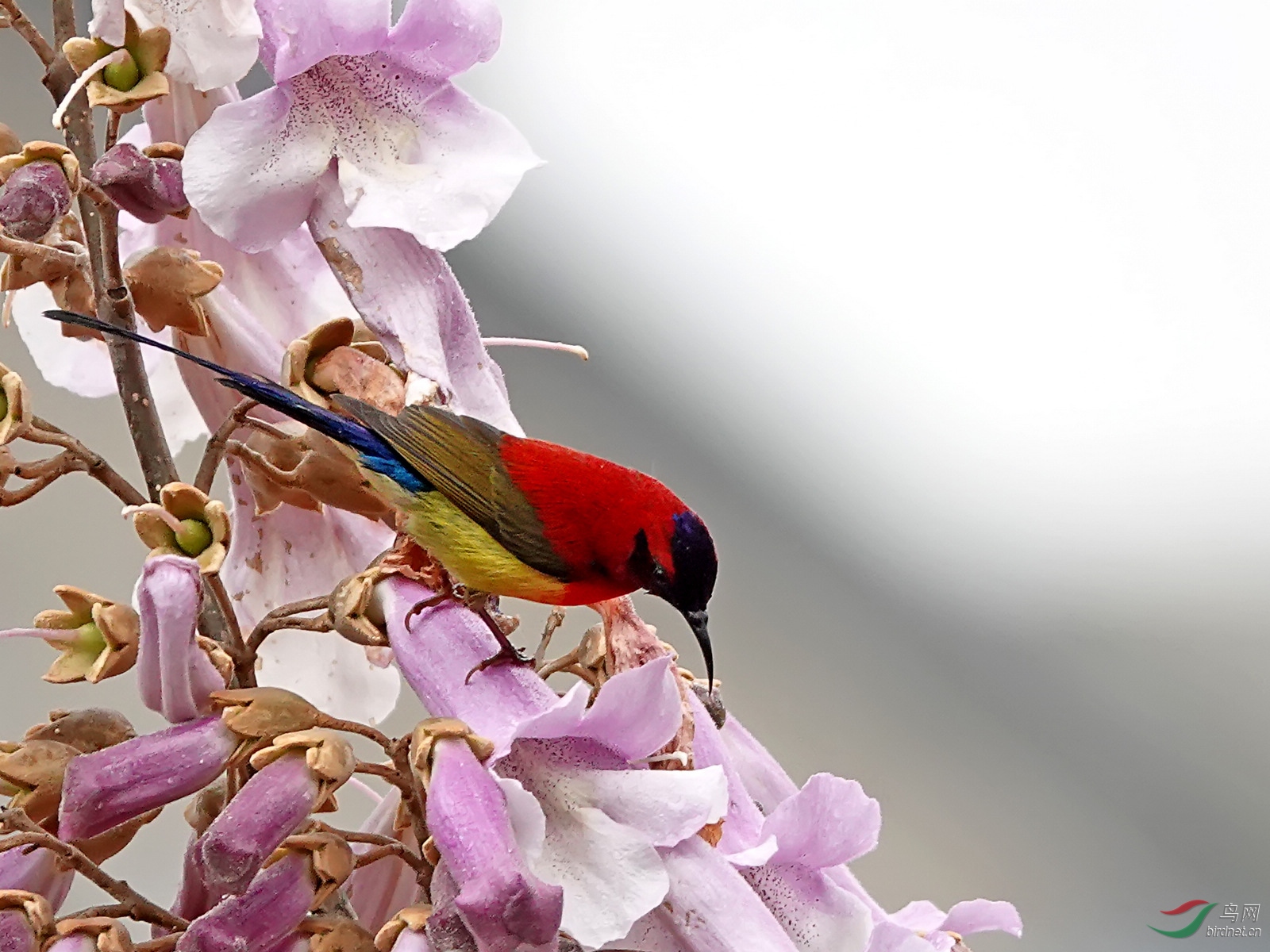 梧桐花上太阳鸟