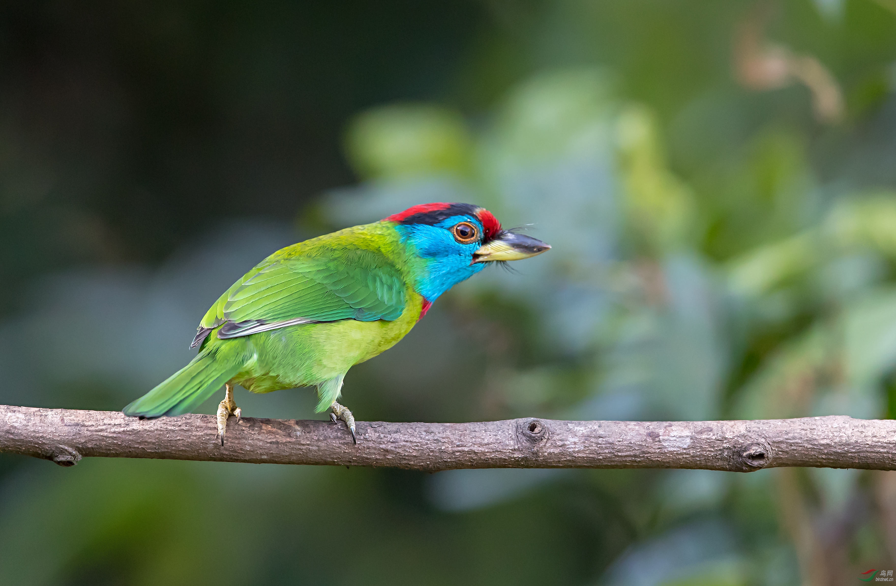 另眼相看-----蓝喉拟啄木鸟