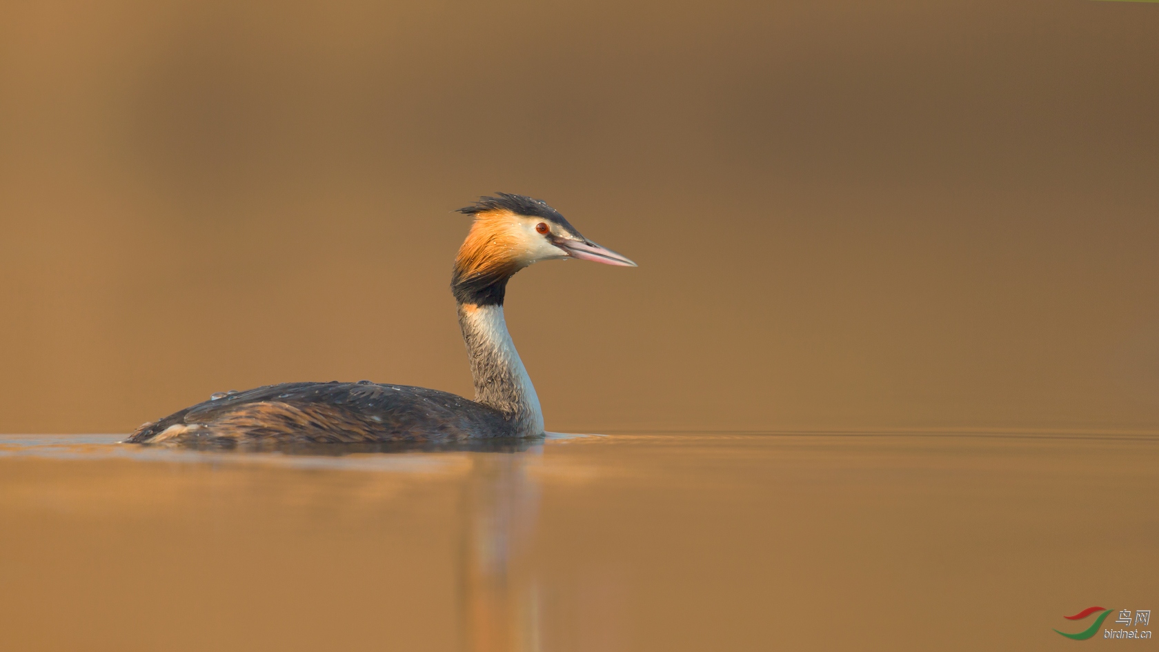 小鸊鷉一组水鸟贺图一获首页精华