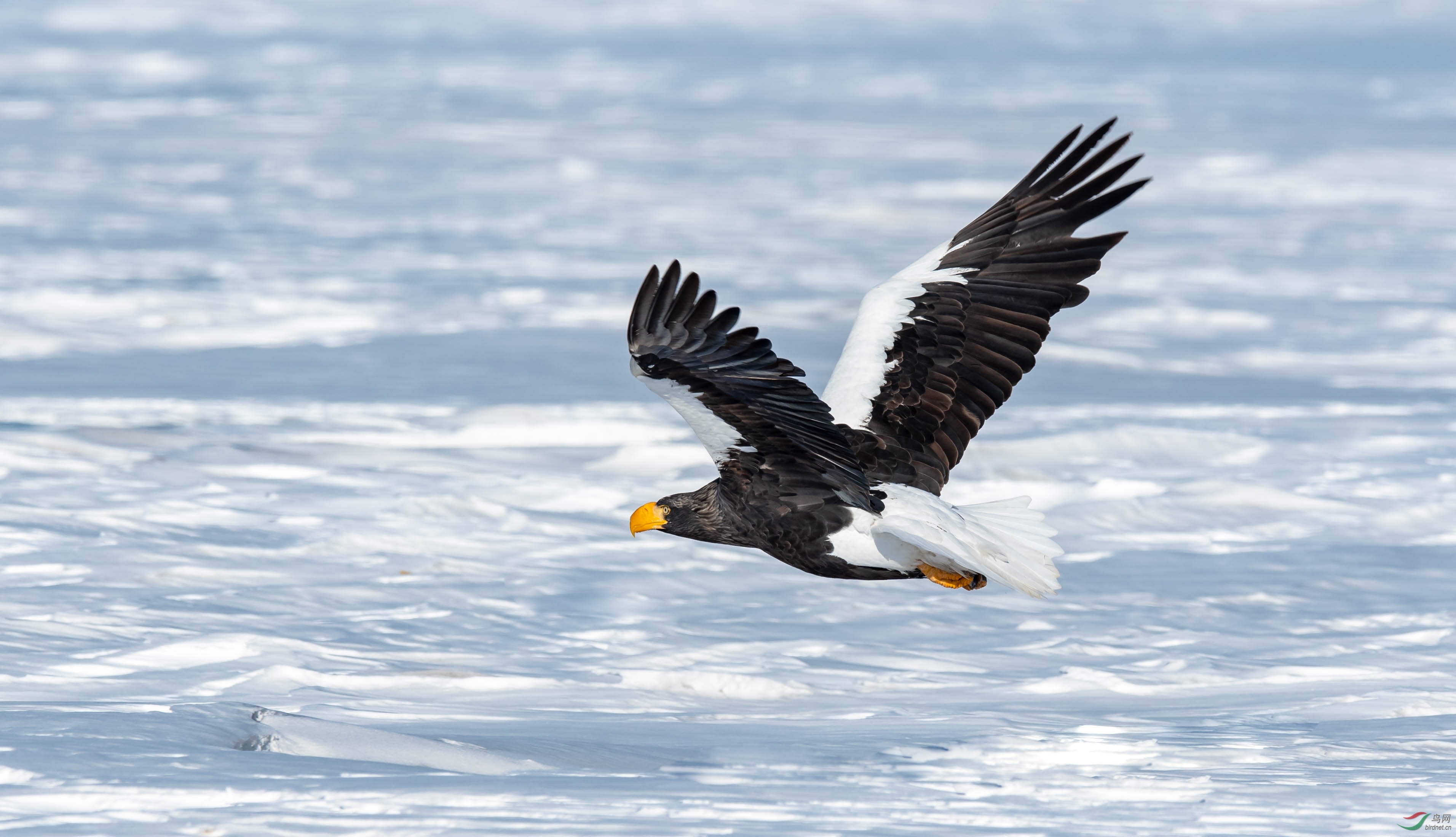 龙山湖虎头海雕