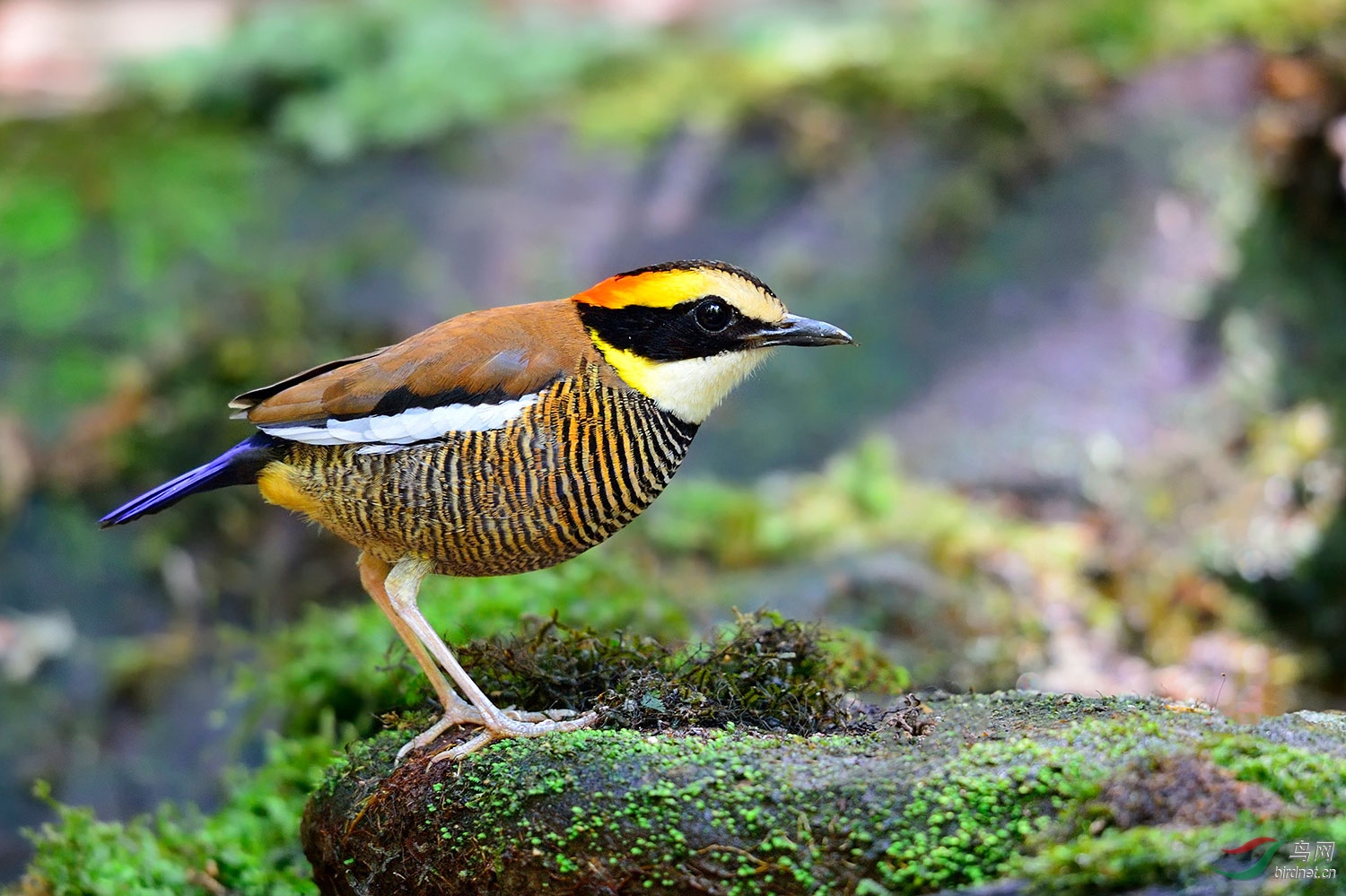 蓝尾八色鸫是鸟类中色彩丰富的种类之一,以身体具有红,绿,蓝,白,黑