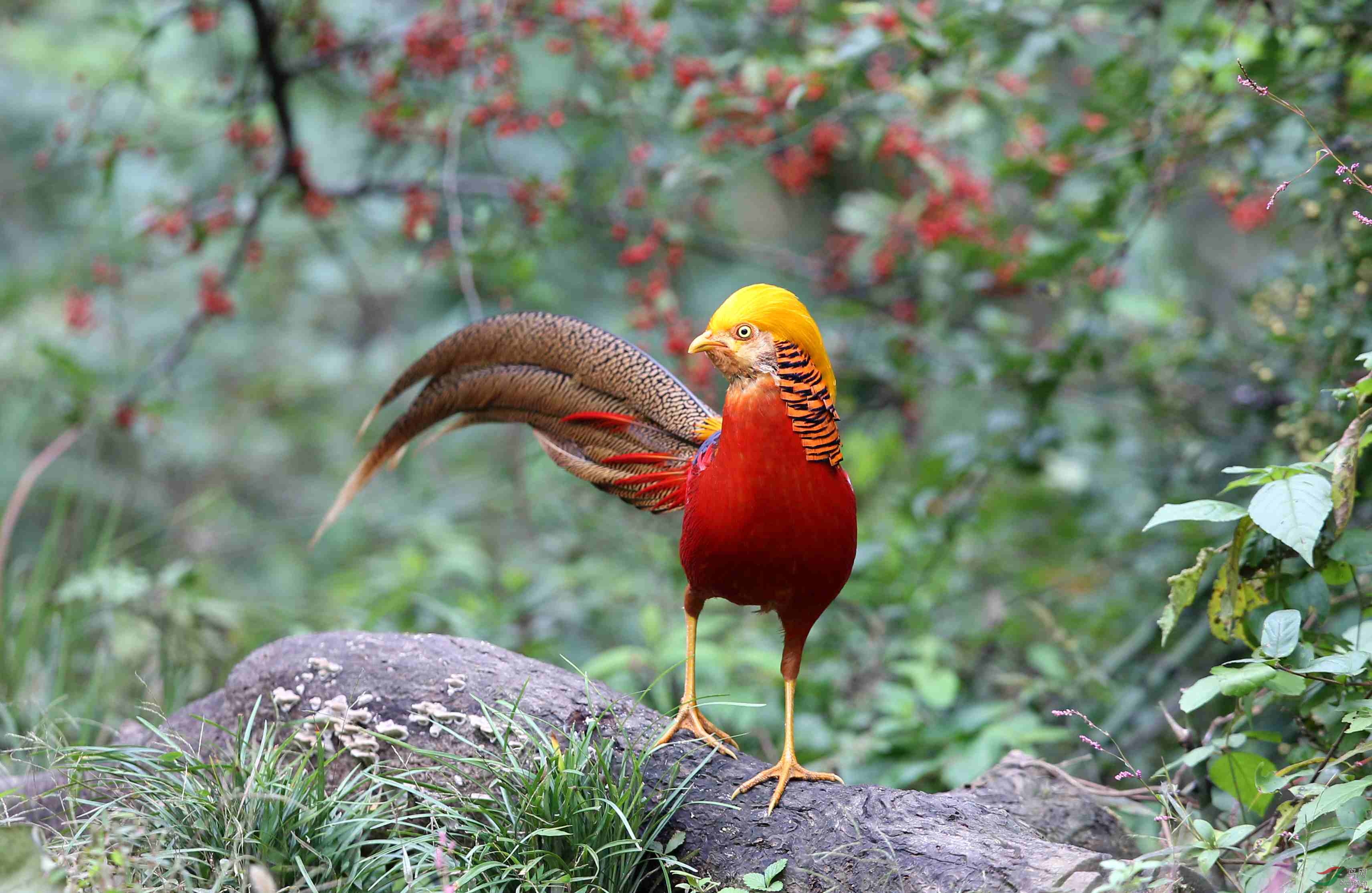 红腹锦鸡