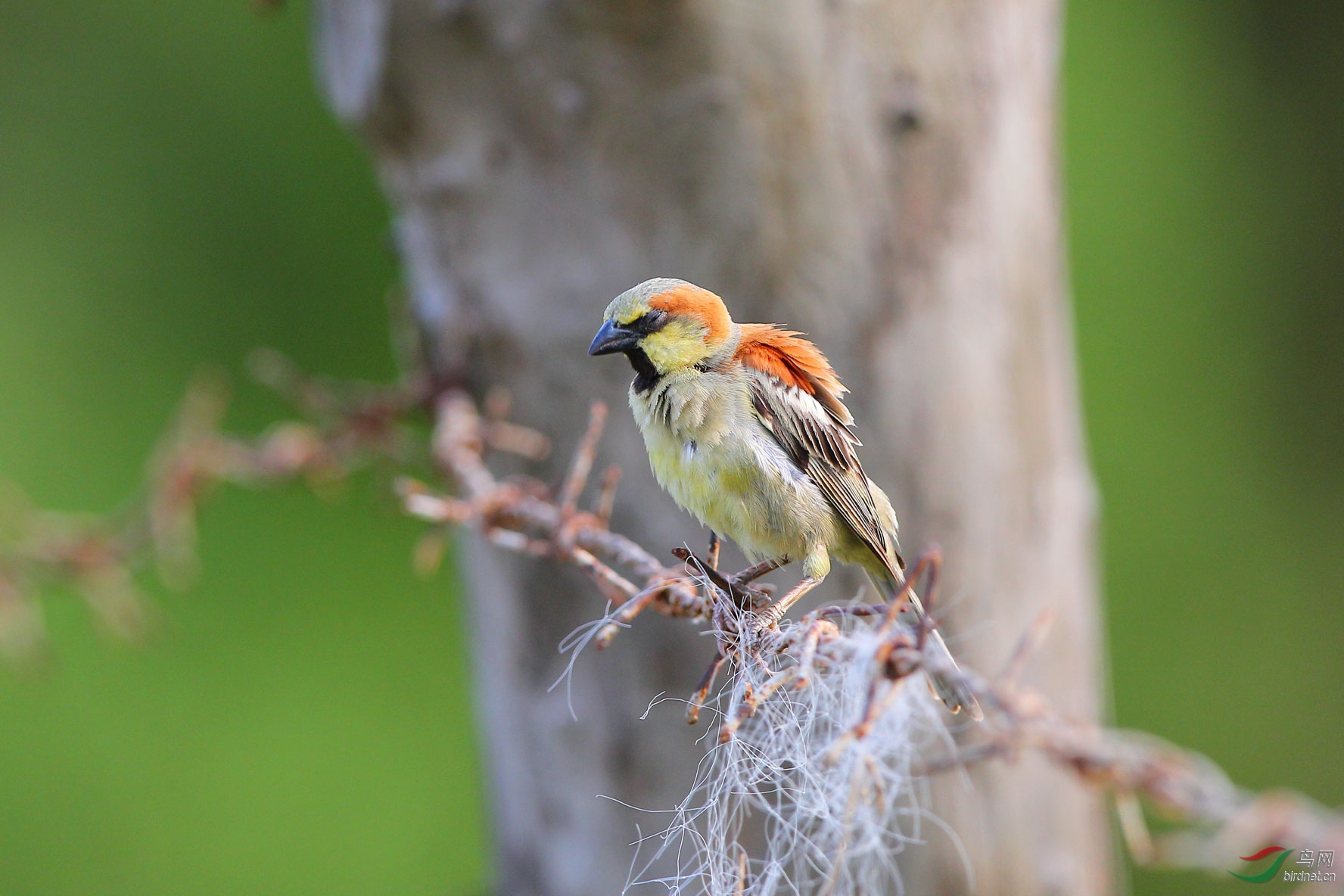 黄腹麻雀 - 江西版 jiangxi 鸟网