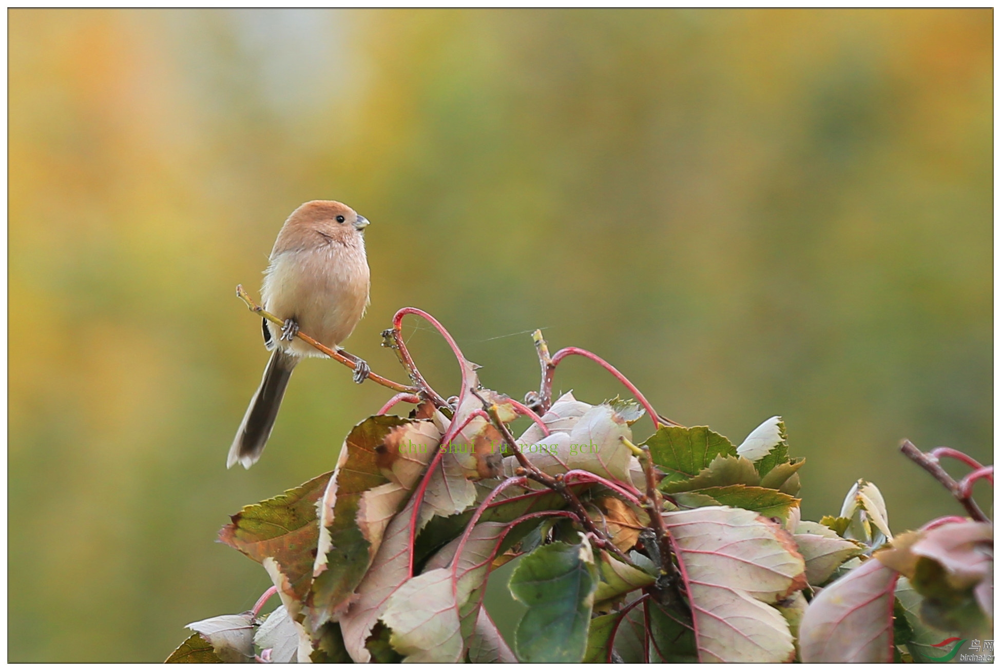 山楂树上的棕头雅雀