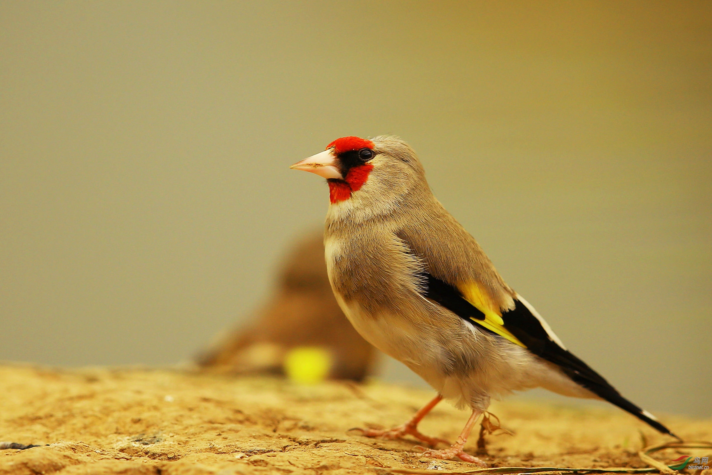 红额金翅雀