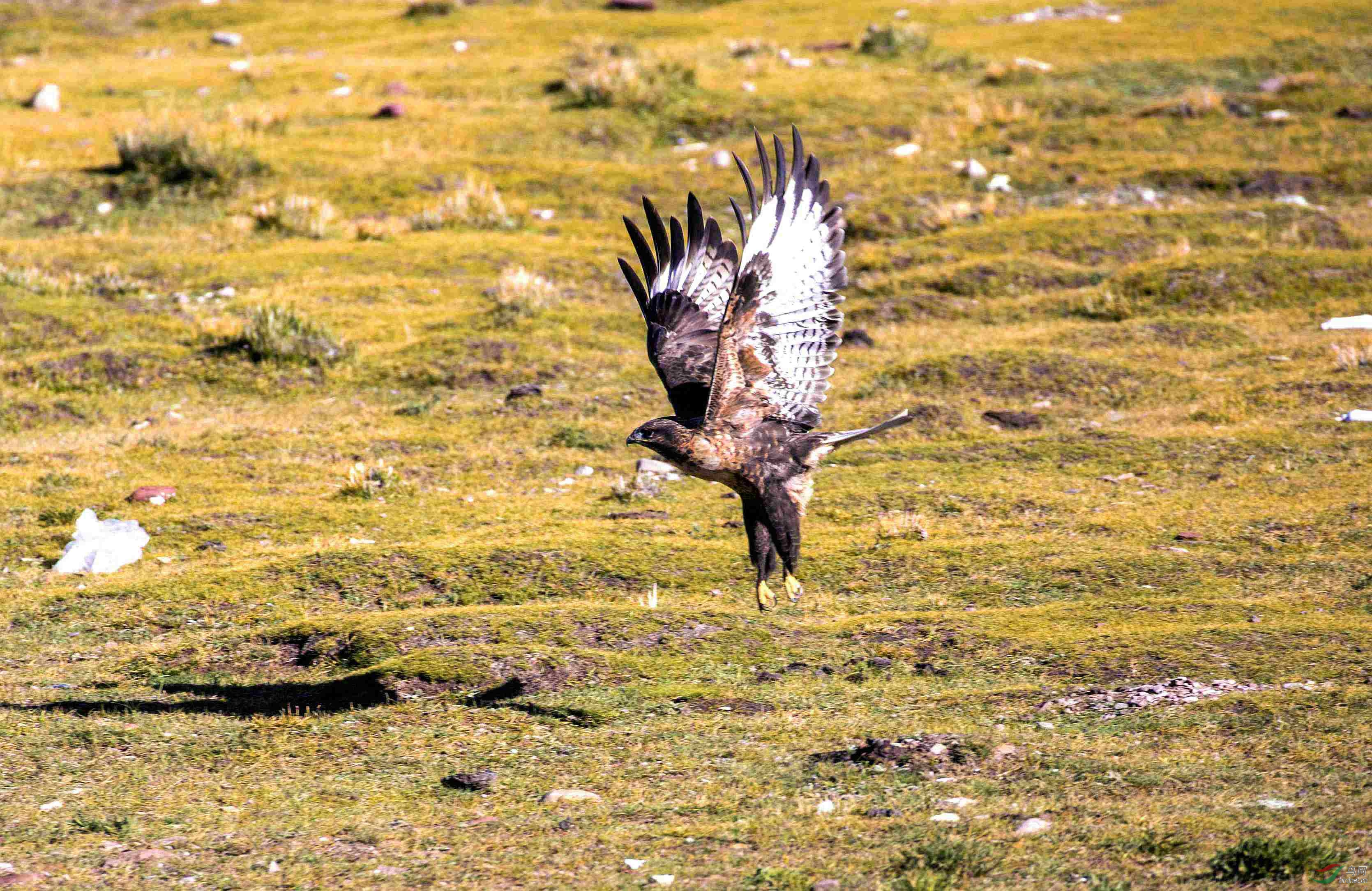 高原上的鹰