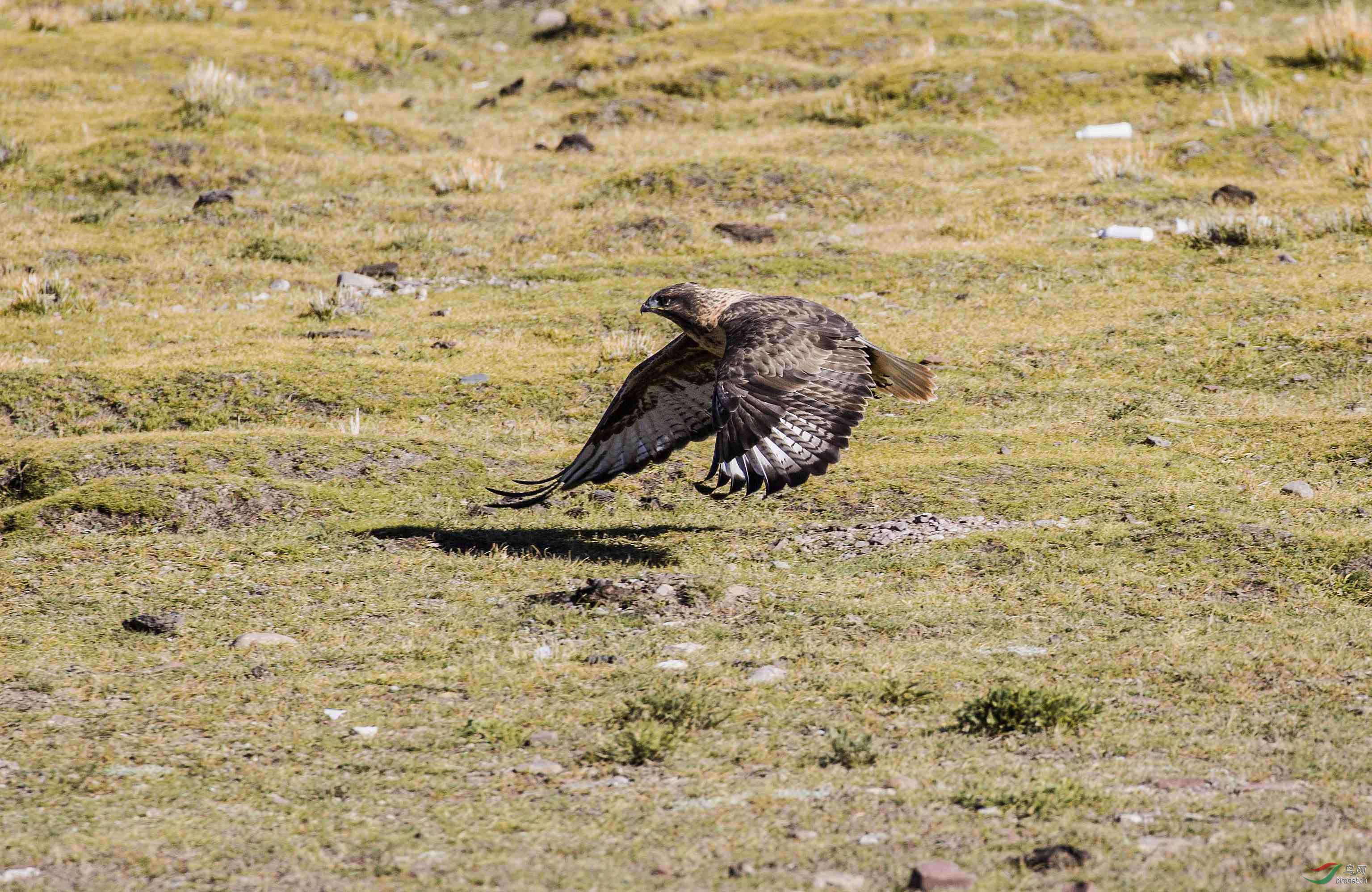 高原上的鹰