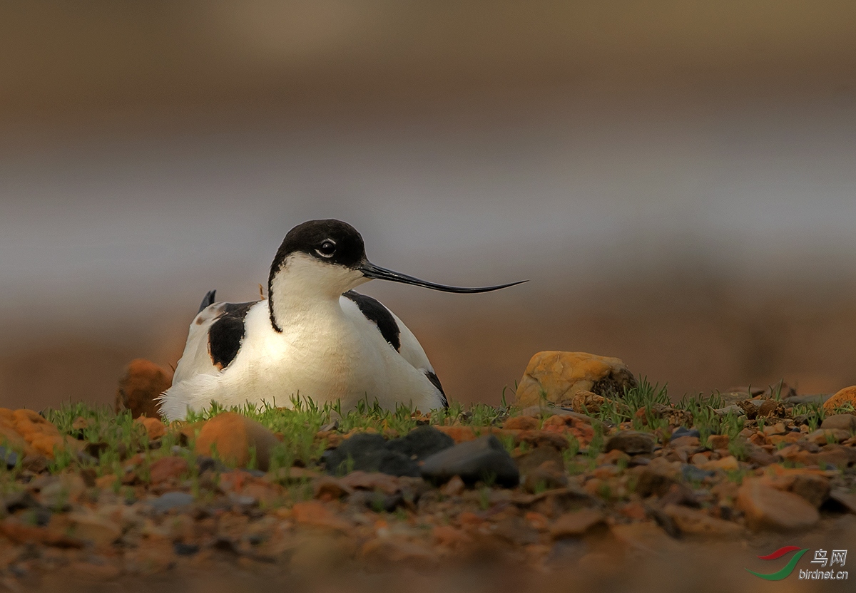 反嘴鹬左顾右盼