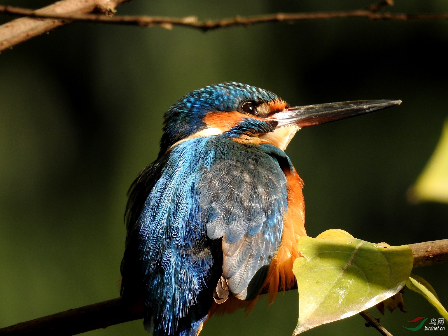 我用尼康p900s拍鸟的一点感受