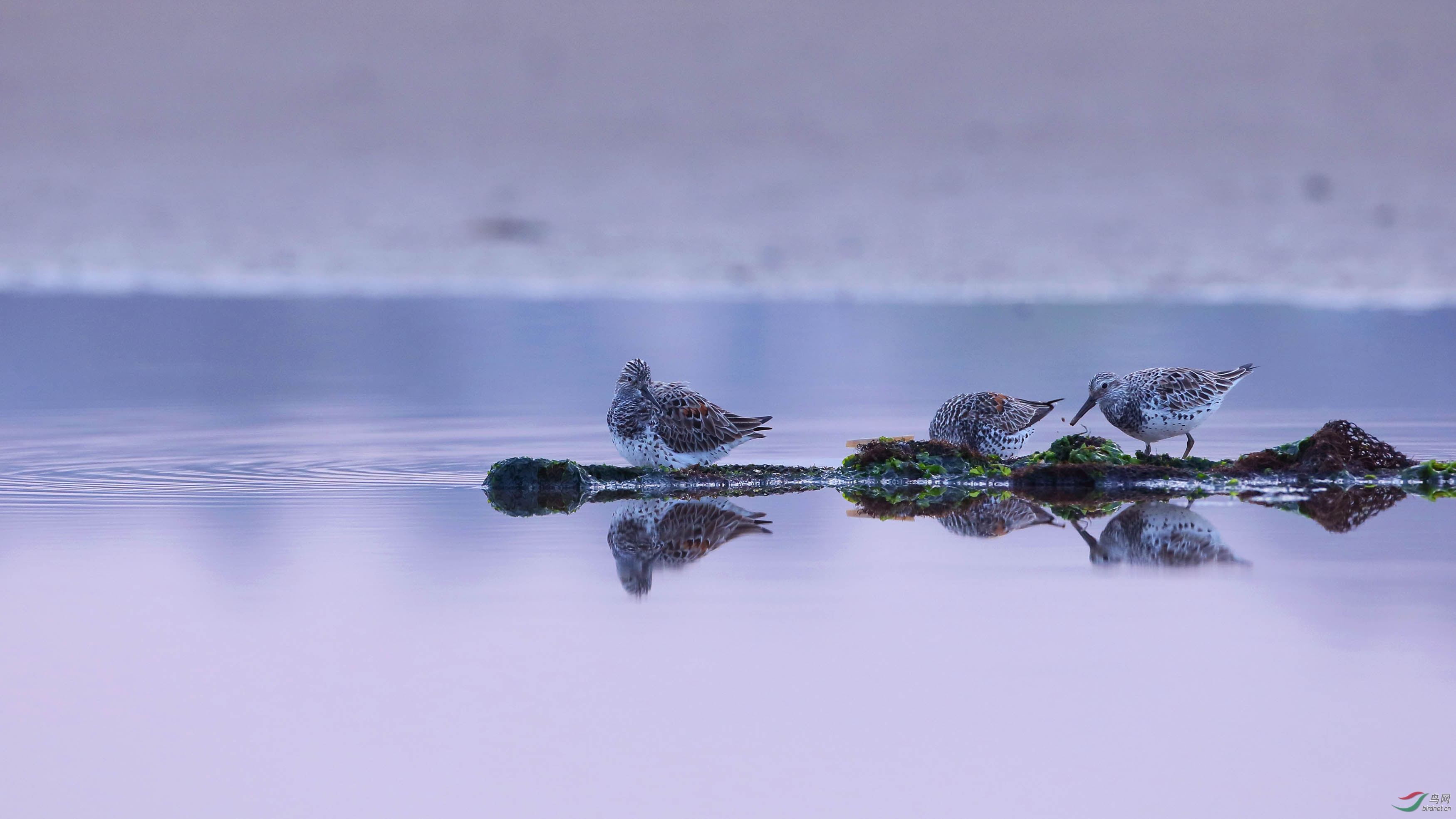 晨曦中三鹬组合