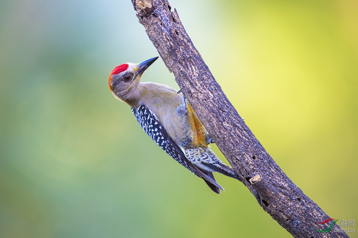 红冠啄木鸟