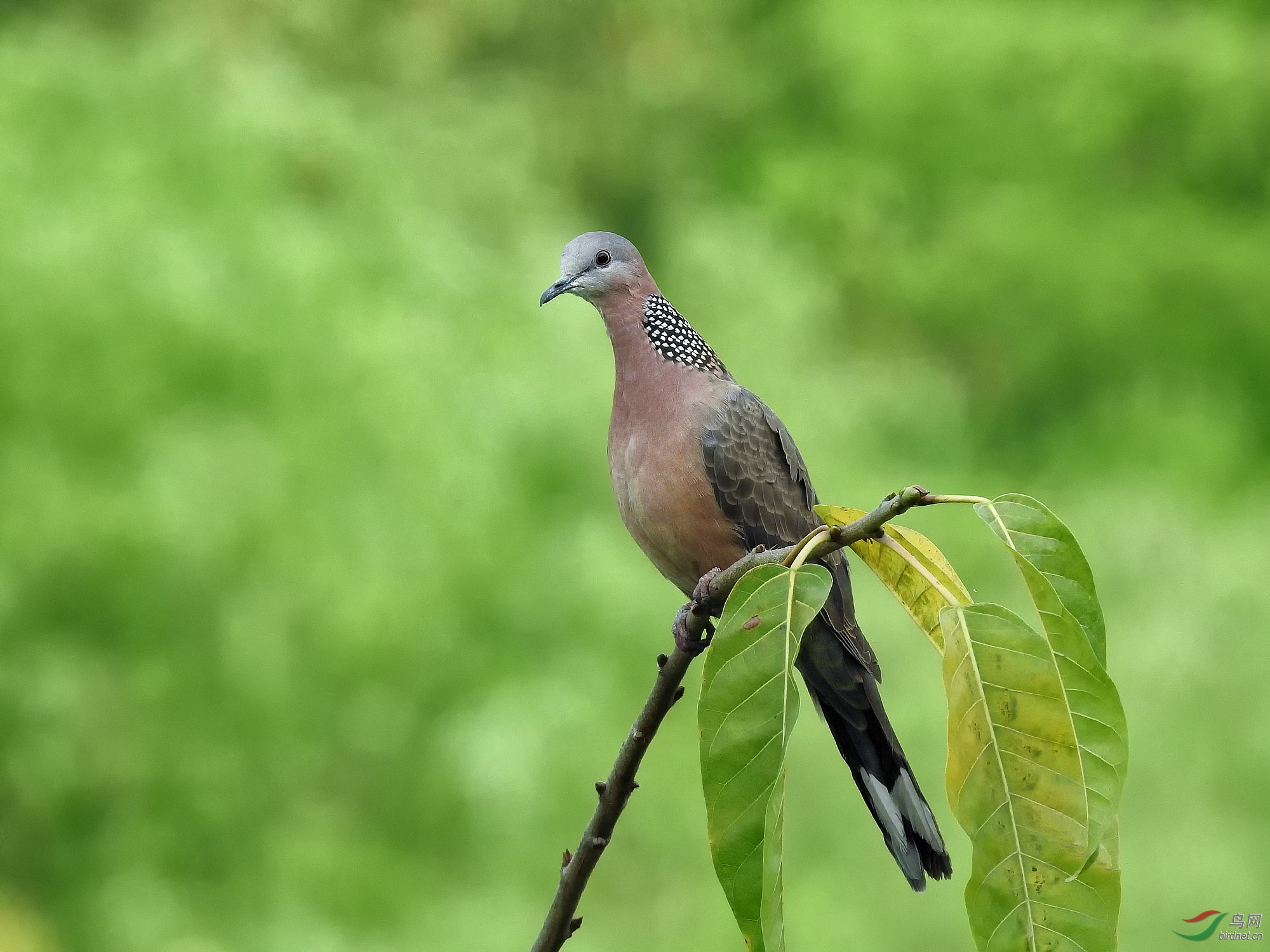 12���ҽż� ң����