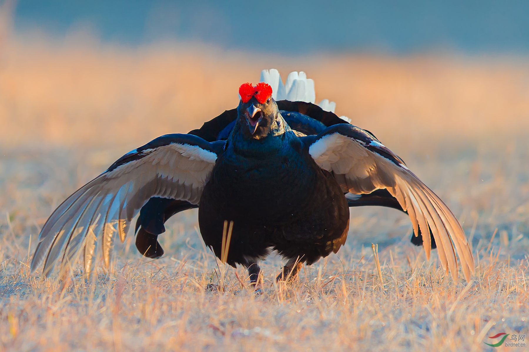 (黑琴鸡)好斗的公鸡……贺荣获首页鸟类精华 !