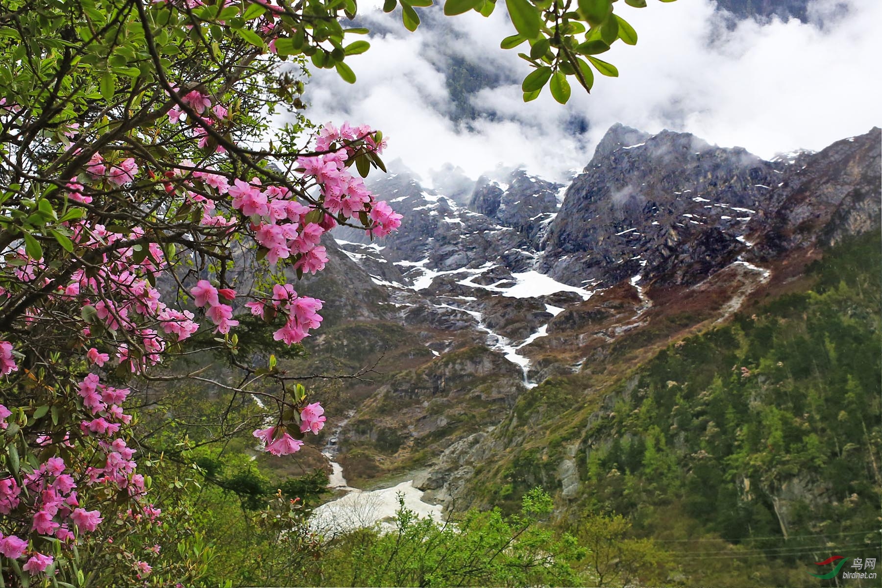 墨脱的高山杜鹃!