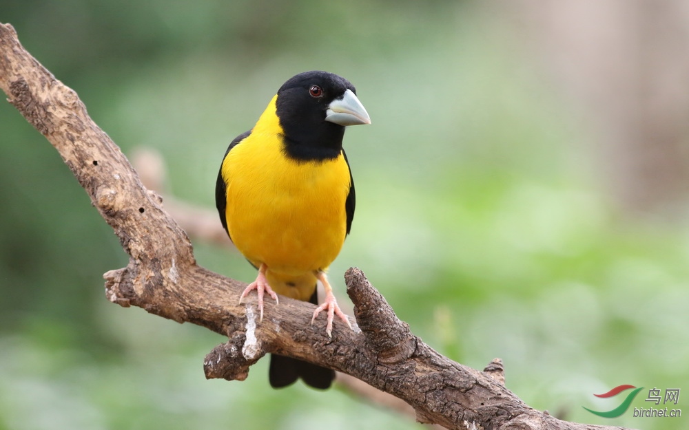 黄颈拟蜡嘴雀祝愿西藏!