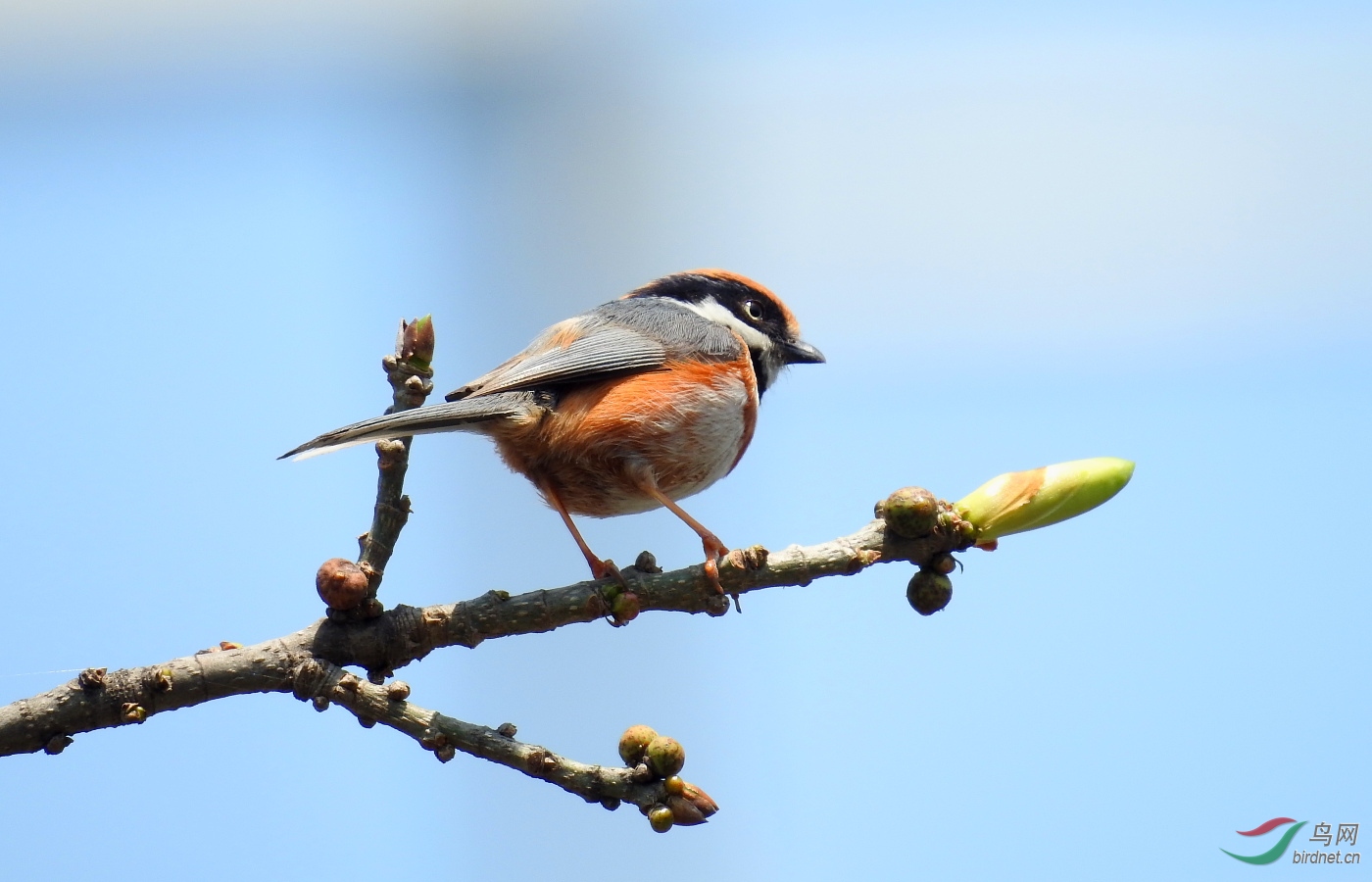 我用尼康p900s拍鸟的一点感受