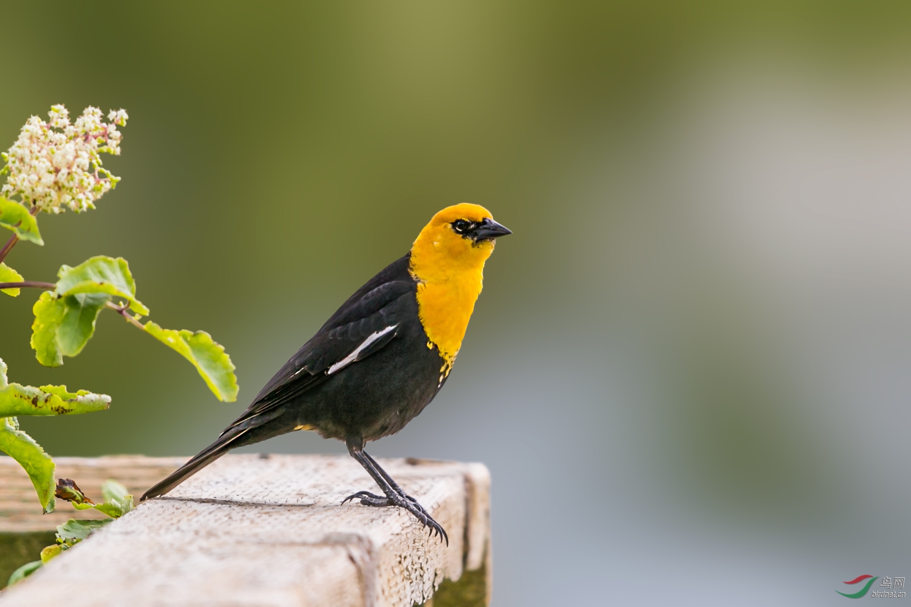 黄头黑鹂