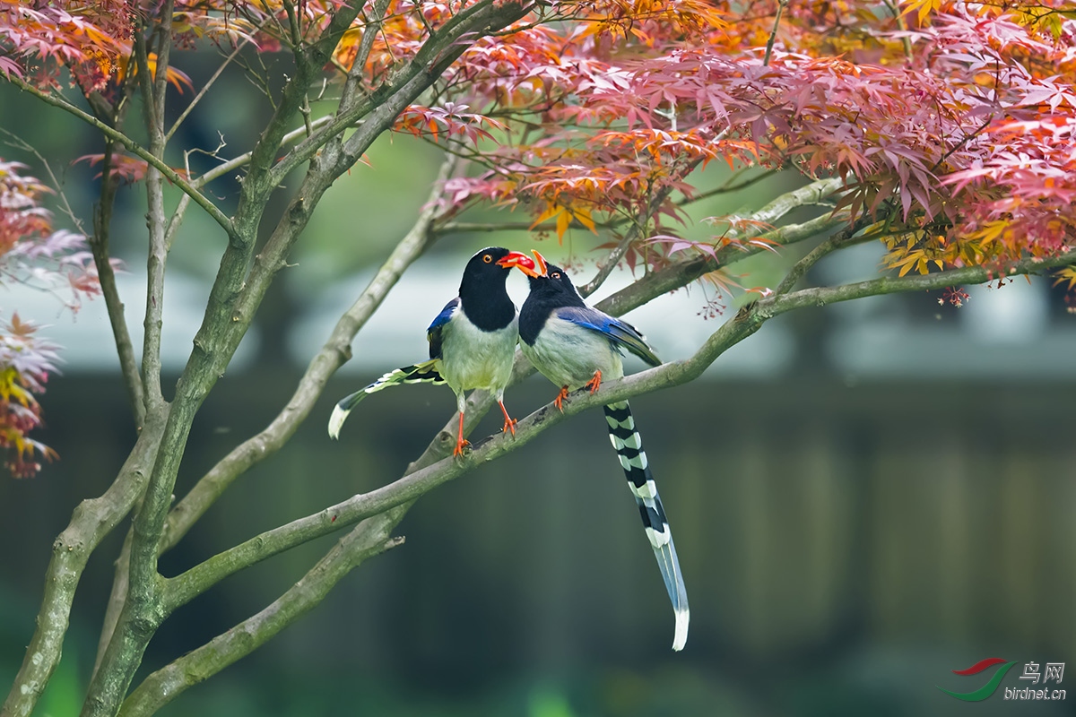 红枫树上的红嘴蓝鹊
