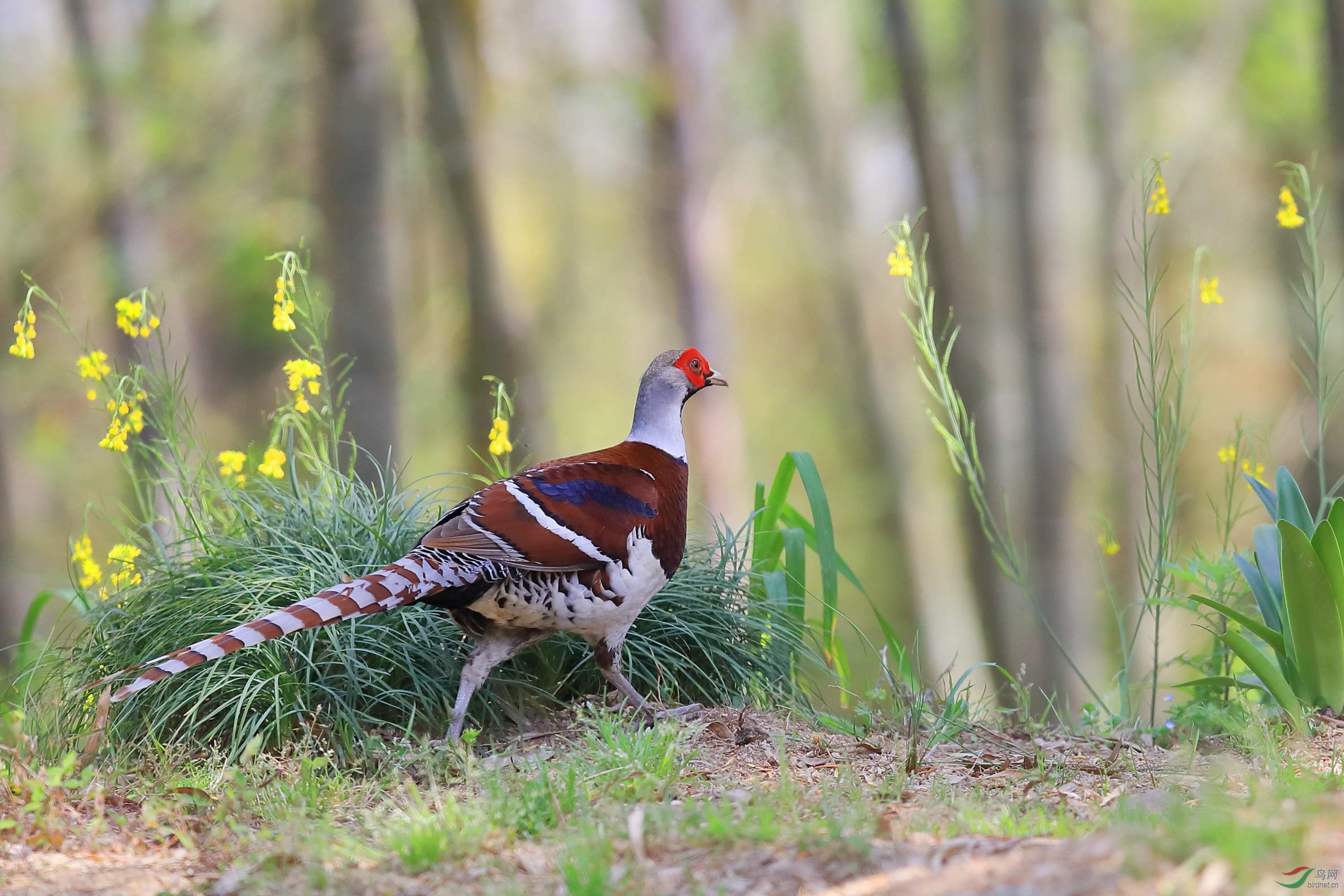 组图—白颈长尾雉