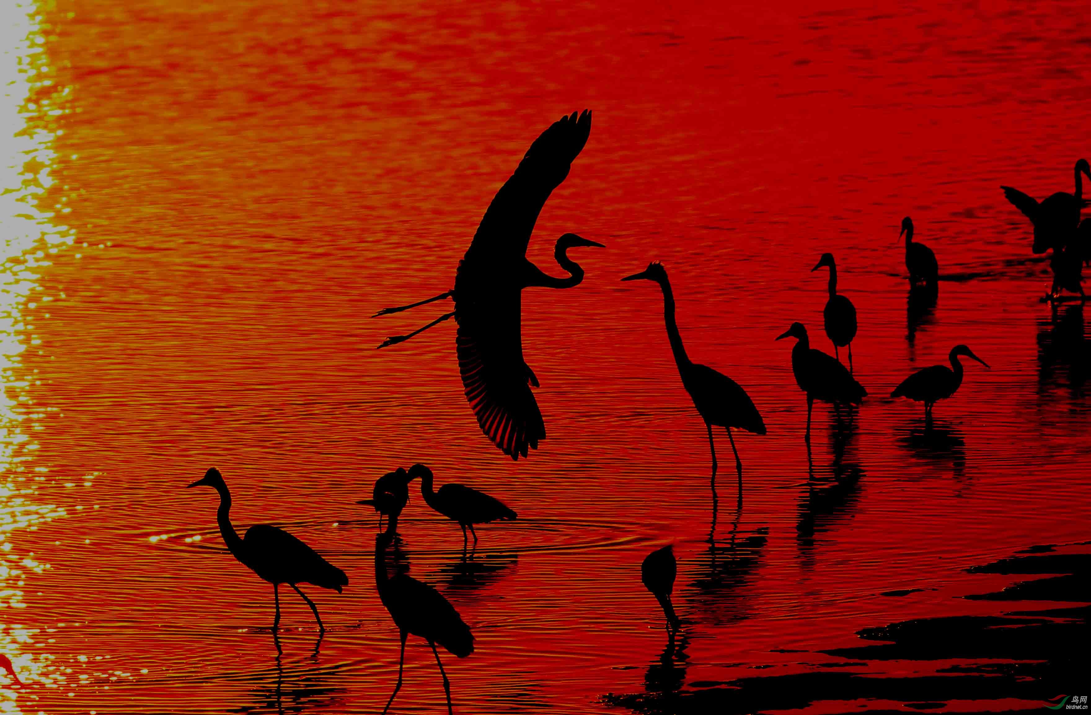 日落夕阳-------------------------------白鹭