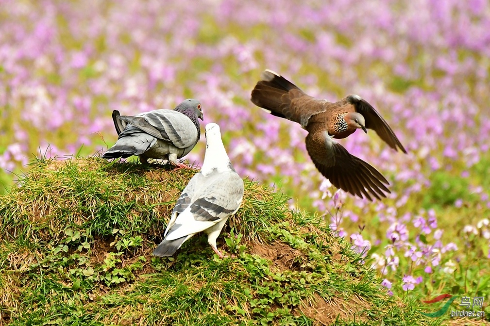 环颈斑鸠和鸽子图片