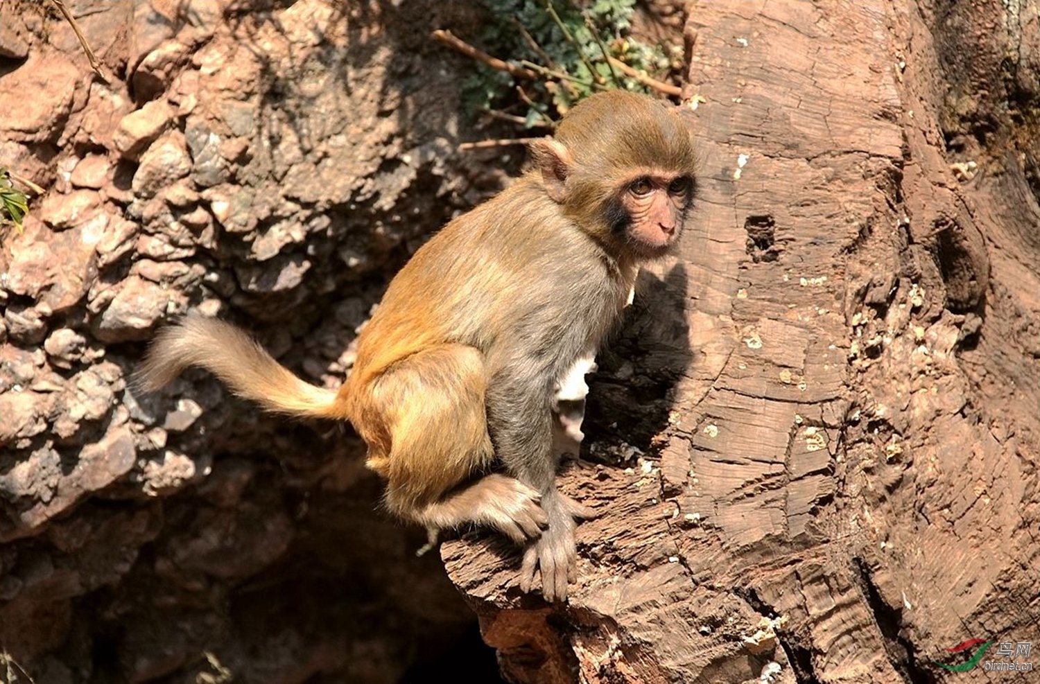 云南剑川石宝山的猴子