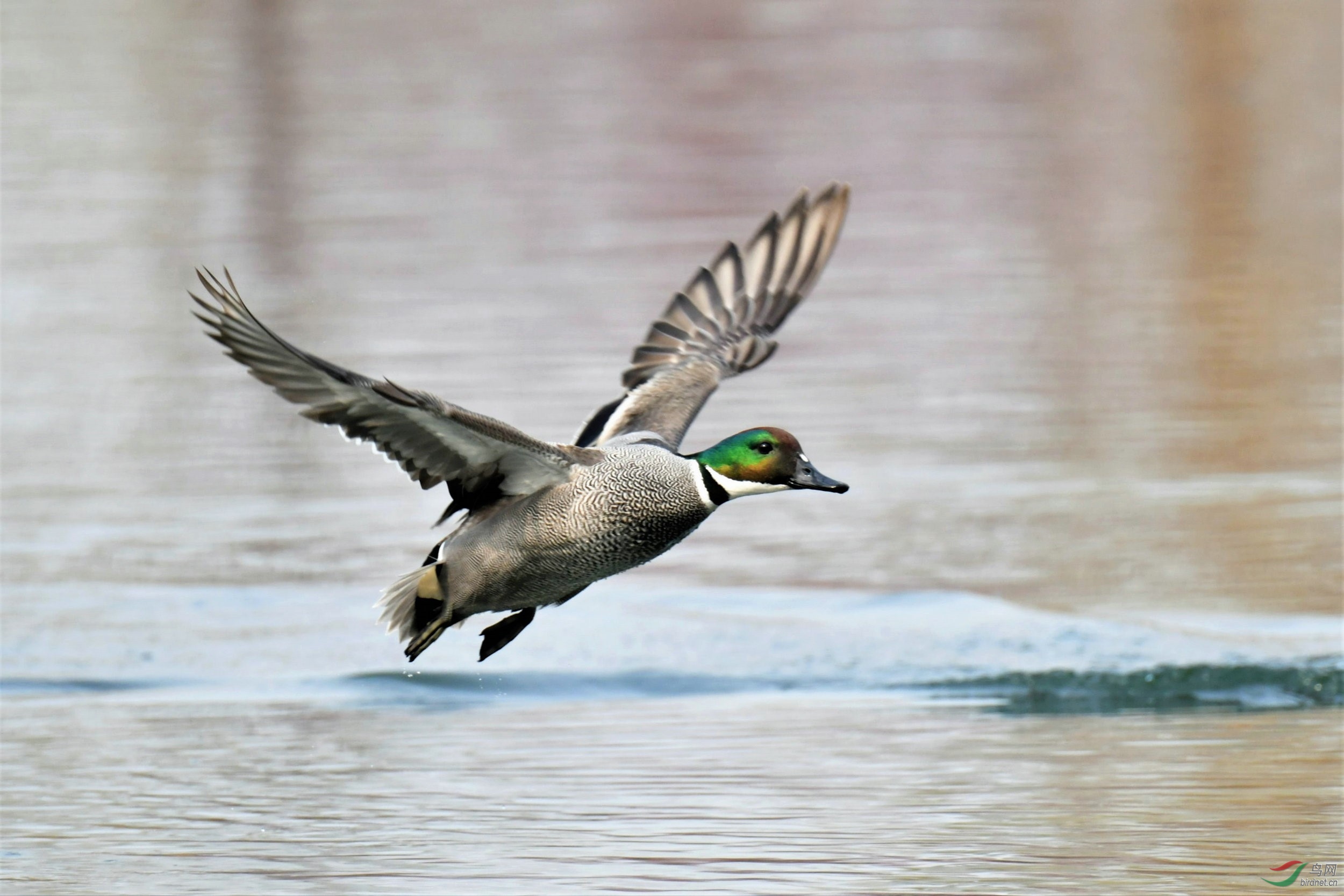 《罗纹鸭- 起飞》