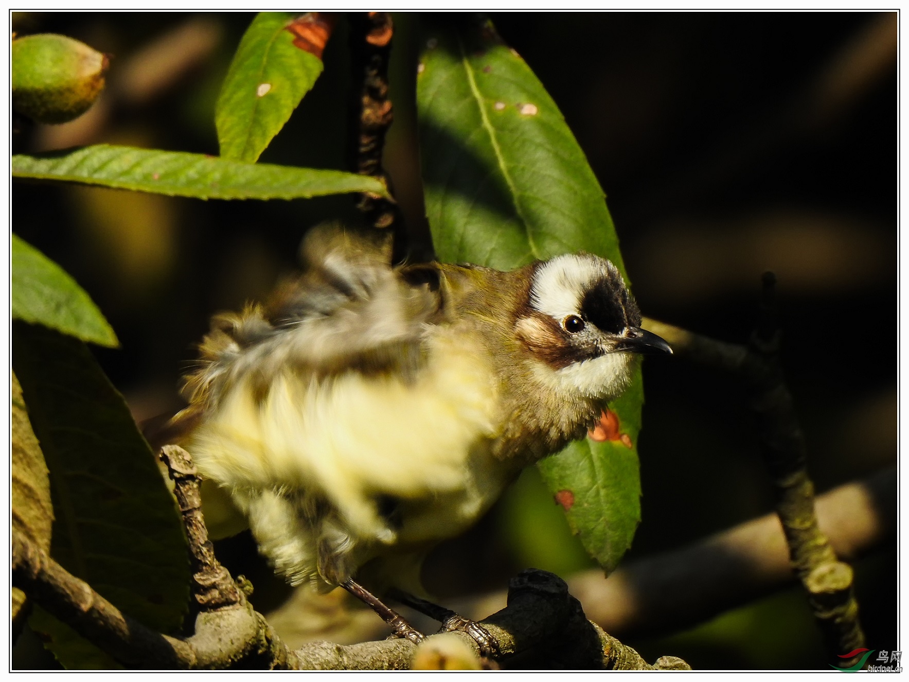 �Ҷ��Ҷ��Ҷ�����