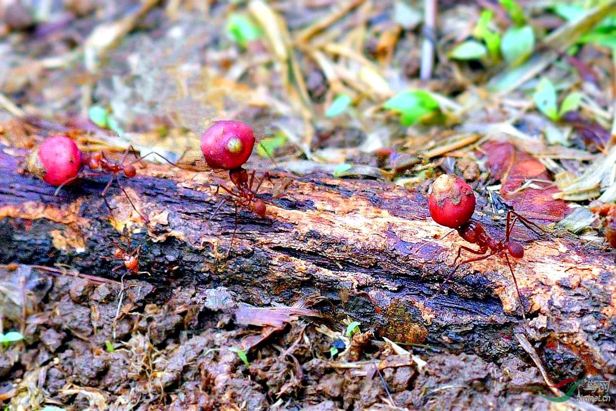 新疆西域圣果蚂蚁森林图片