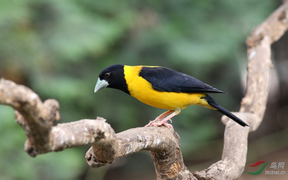 雌雄黄颈拟蜡嘴雀向贵州问好!