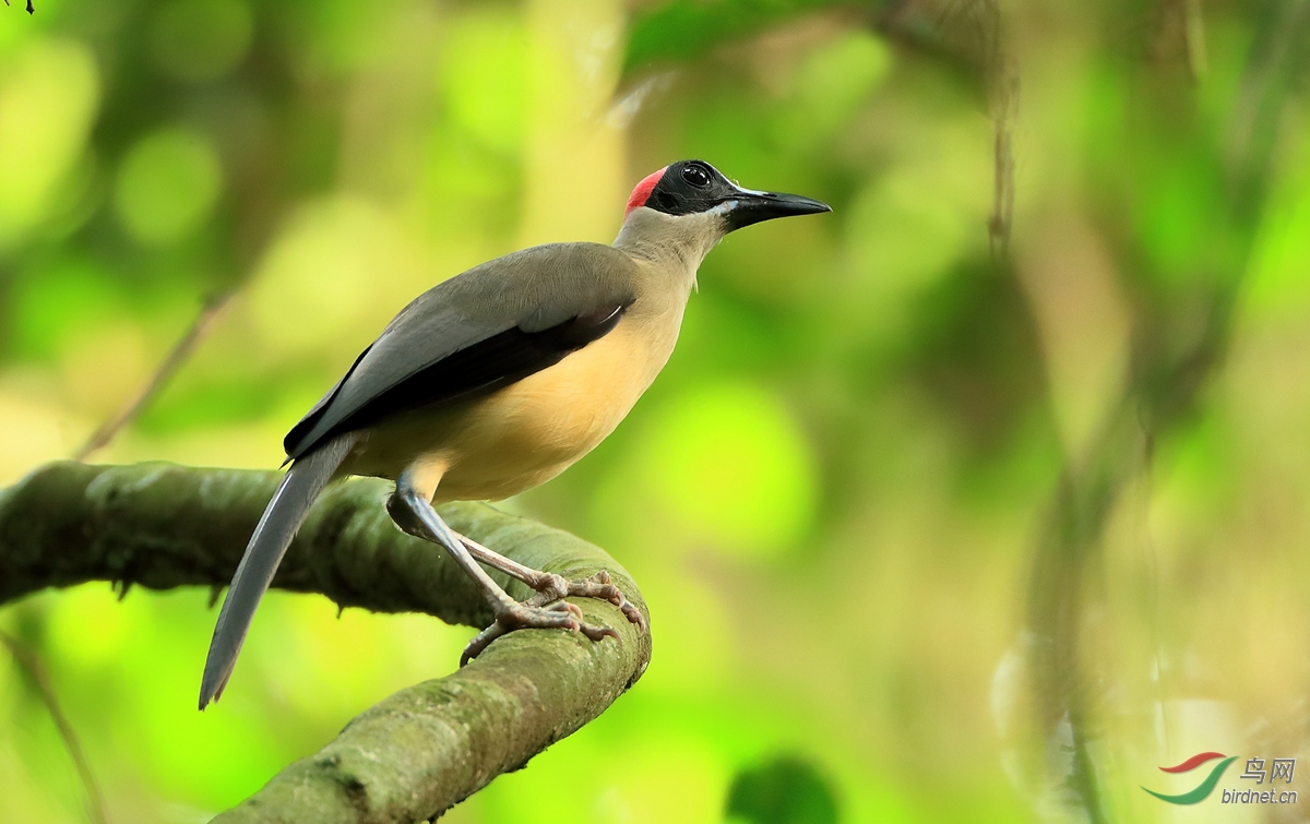 灰颈岩鹛西非寻魅鹛2018年喀麦隆拍鸟行