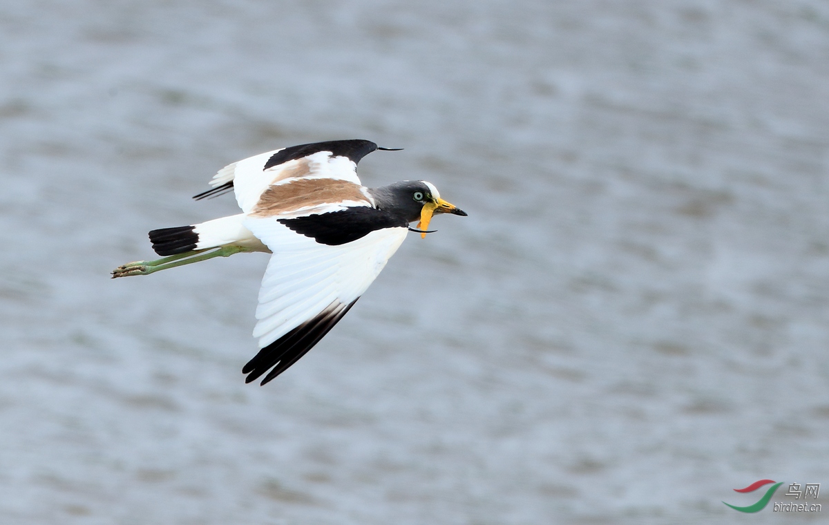 白头麦鸡white-headed lapwing.jpg