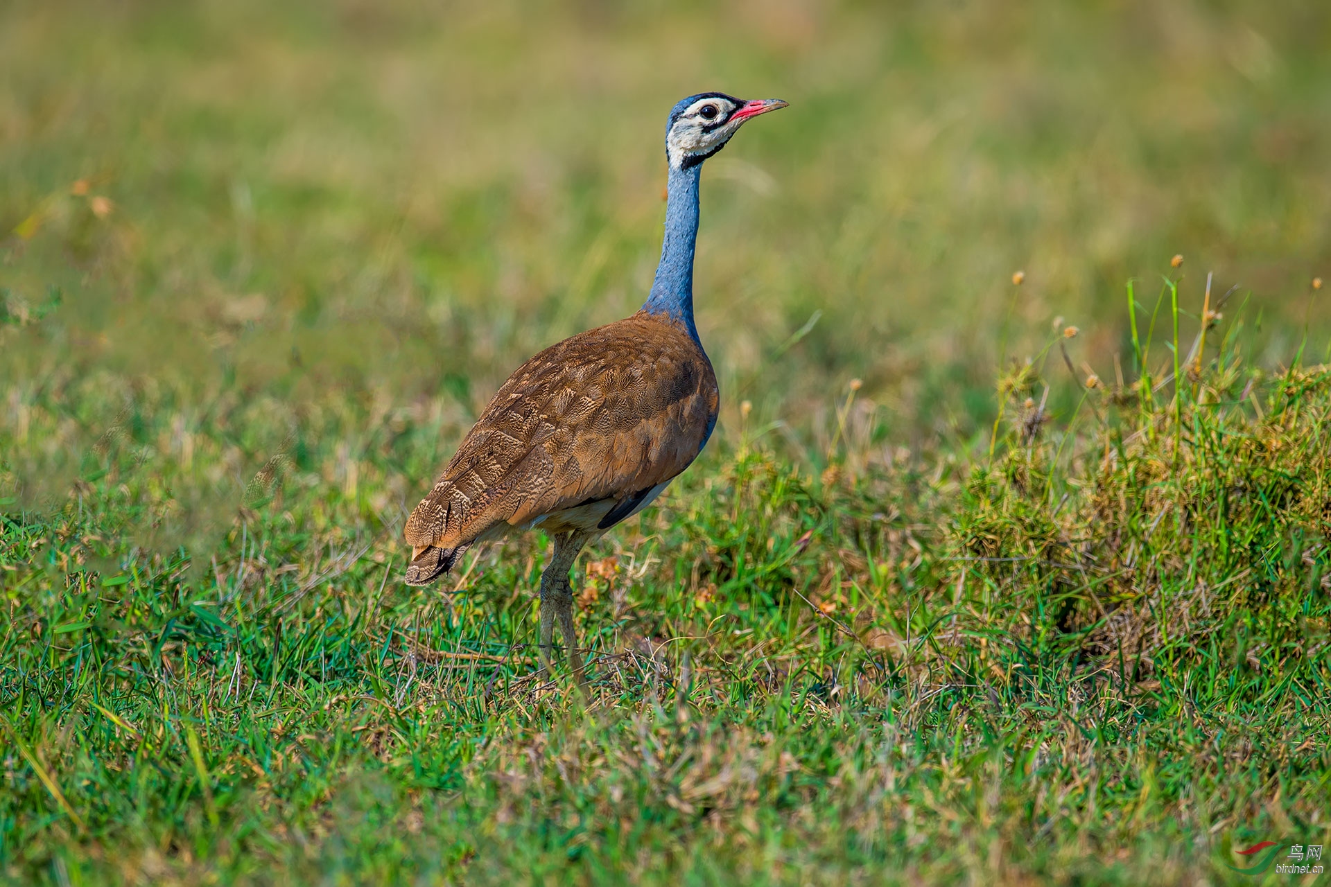 白腹鸨 - 重庆版 chongqing 鸟网