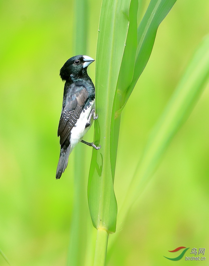 黑白文鸟black-and-white mannikin.jpg