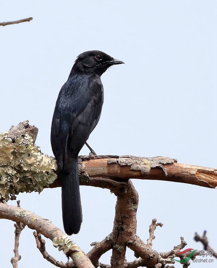 灰颈岩鹛西非寻魅鹛2018年喀麦隆拍鸟行