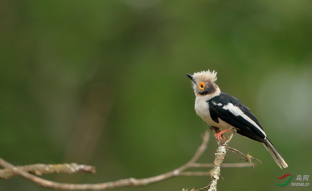 灰颈岩鹛西非寻魅鹛2018年喀麦隆拍鸟行