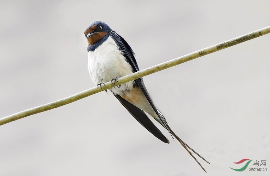 拍鸟日志——雨燕