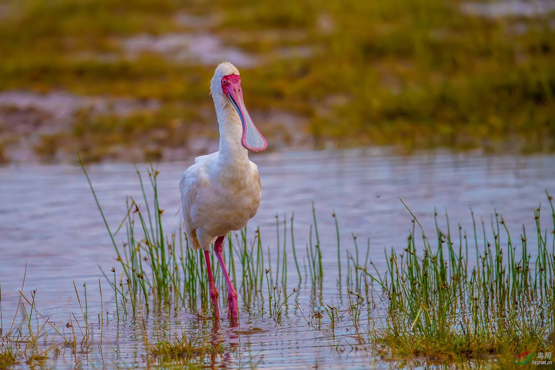 非洲琵嘴鹭(作业)