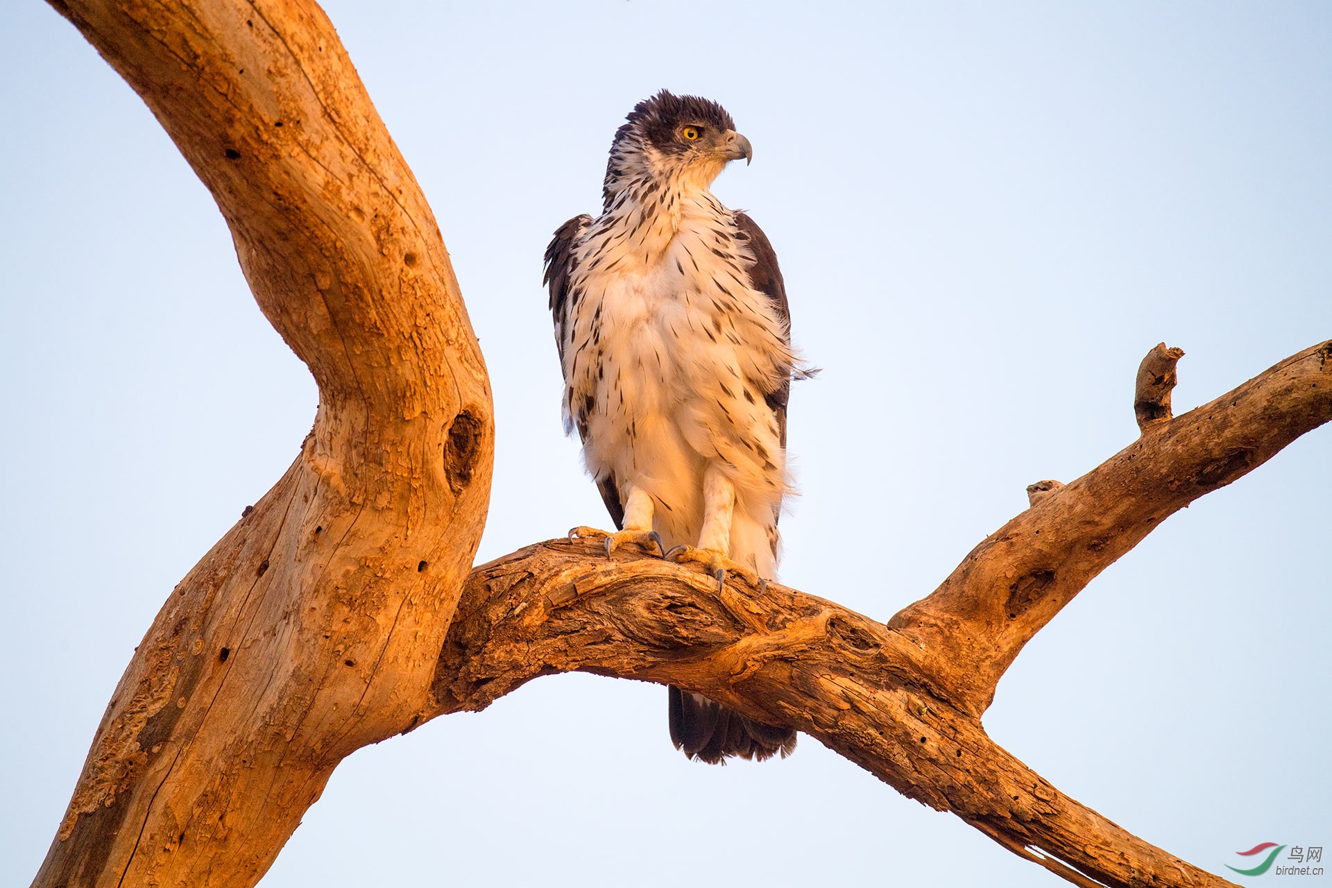 非洲隼雕(作业)