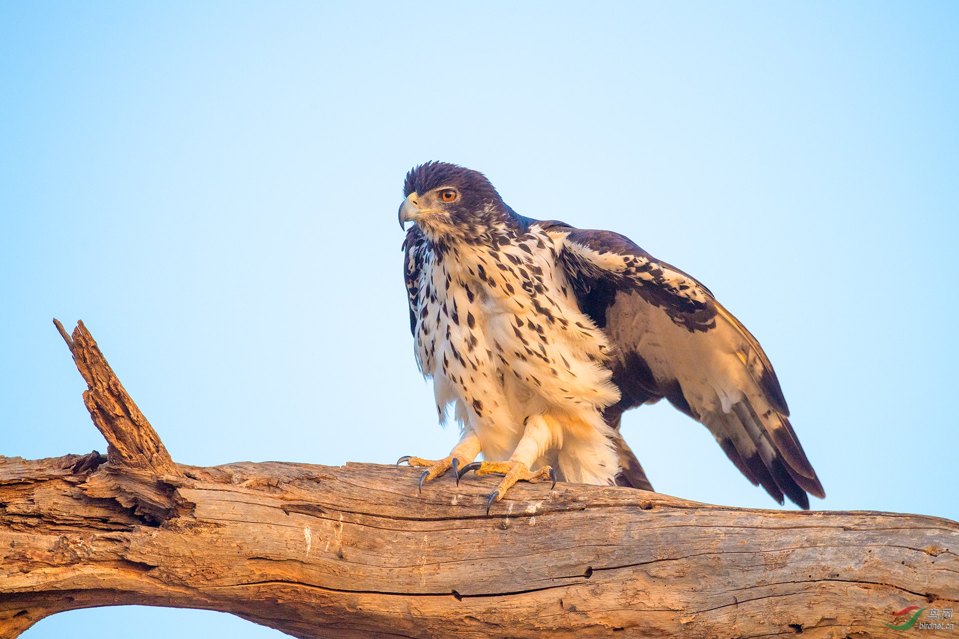 非洲隼雕(作业)